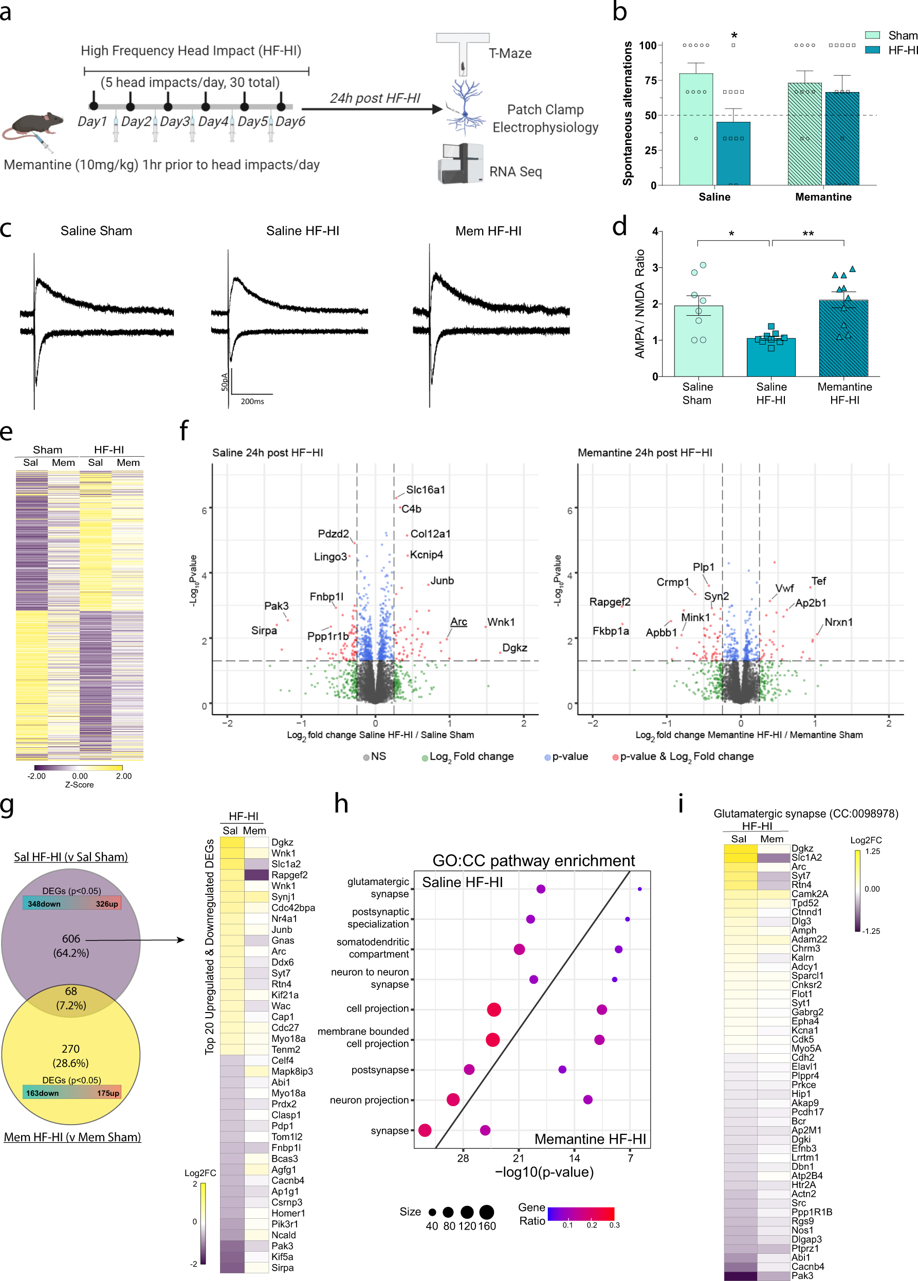 Fig. 7: The acute cognitive deficits, synapse transcriptome signature, and synapse functional signature of HF-HI are prevented by memantine.