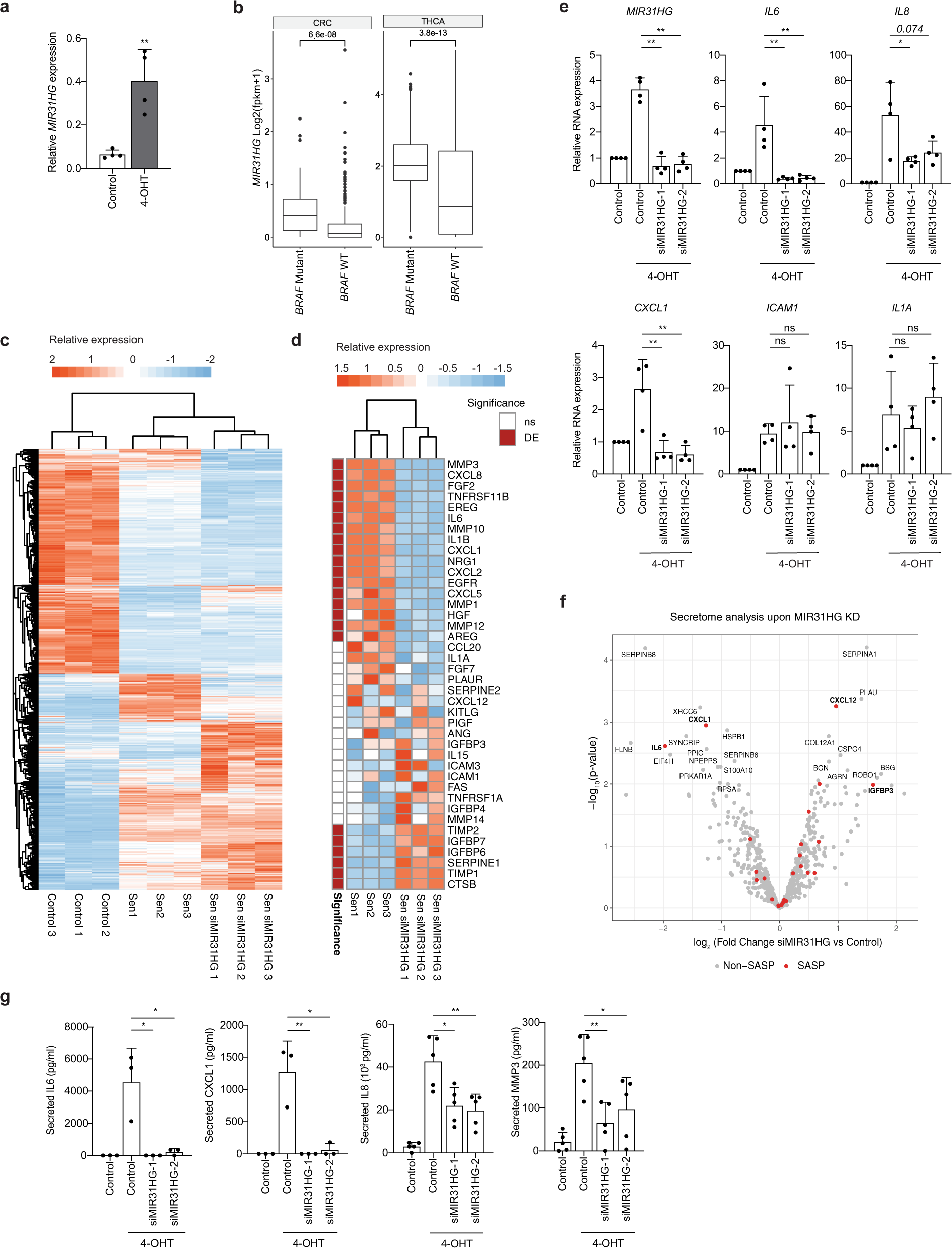 The long non-coding RNA MIR31HG regulates the senescence associated  secretory phenotype | Nature Communications