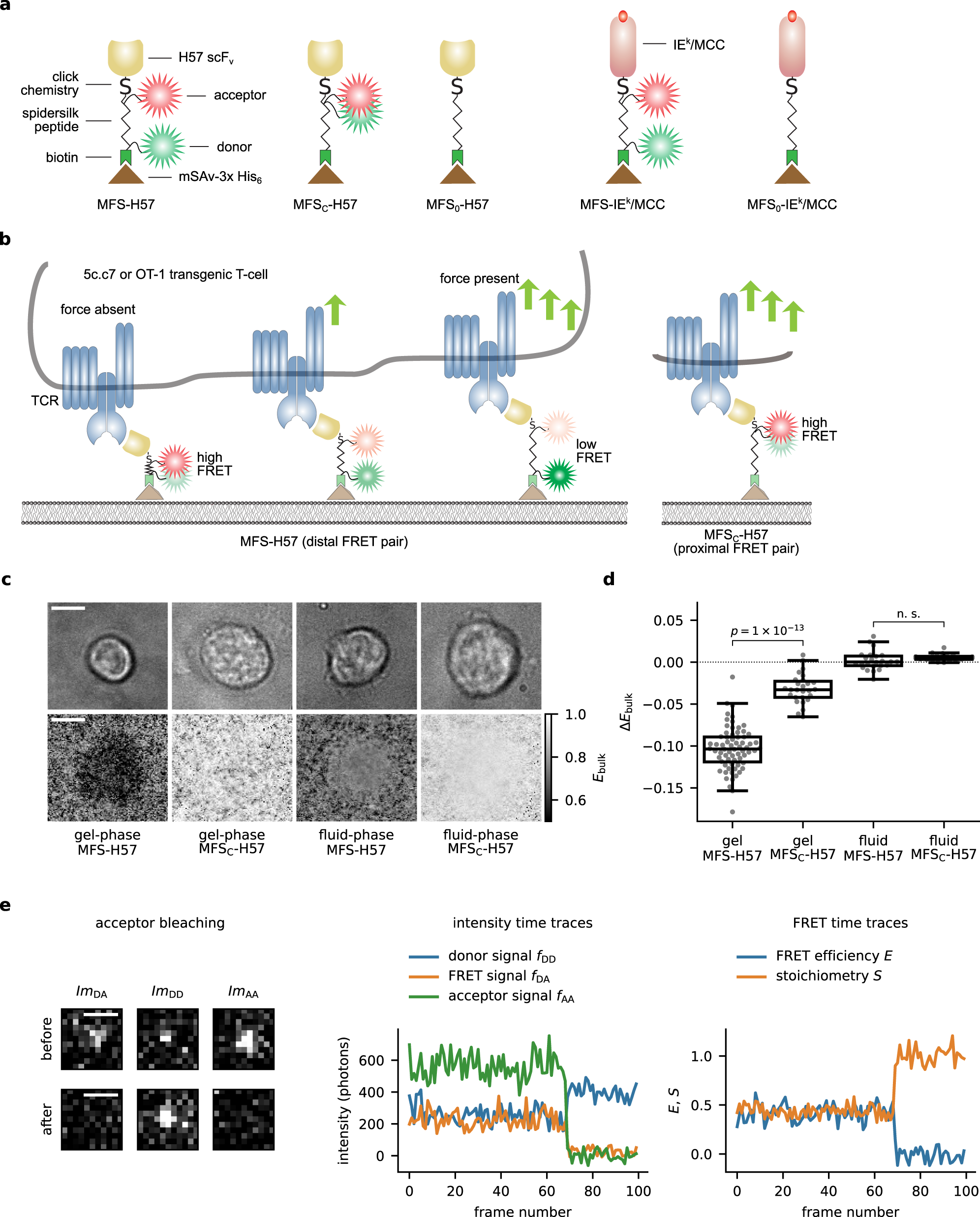 Temporal analysis of T-cell receptor-imposed via quantitative molecule FRET measurements | Nature Communications