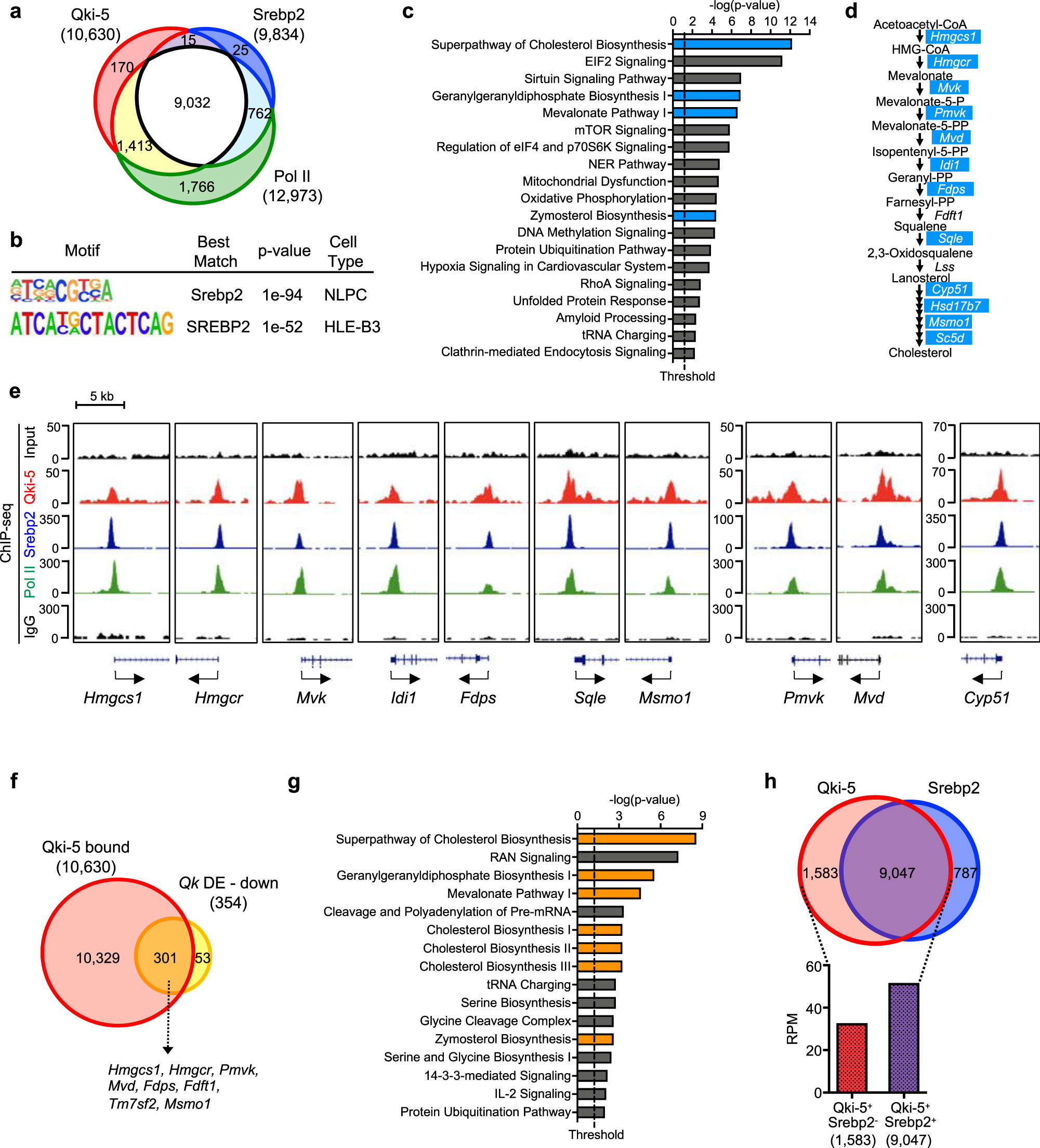 Fig. 5: Qki-5 cooperates with Srebp2 to regulate transcription of cholesterol biosynthesis genes.