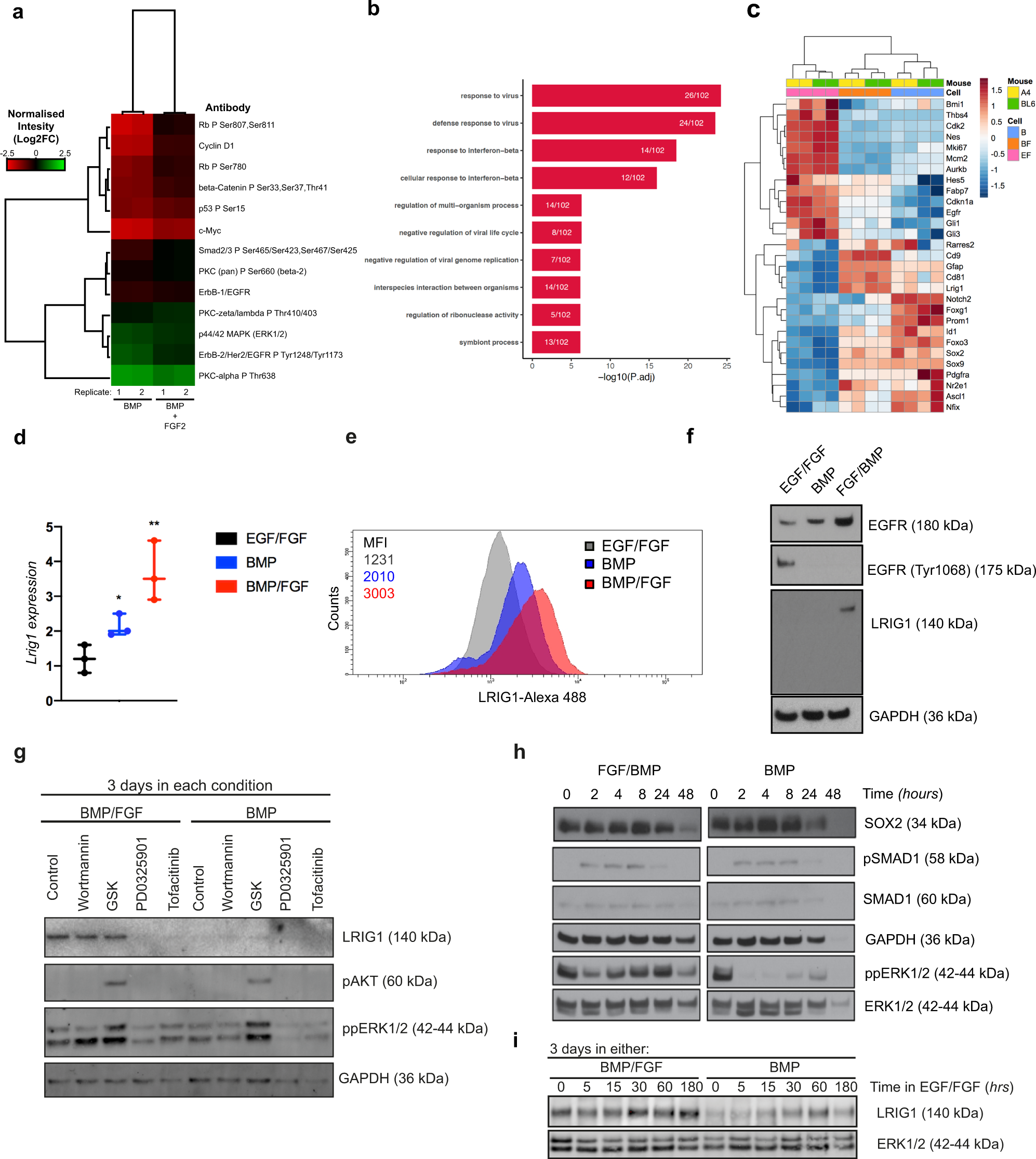 Fig. 4: Dormant and primed quiescent NSCs have distinct signaling pathways and transcriptional programs.