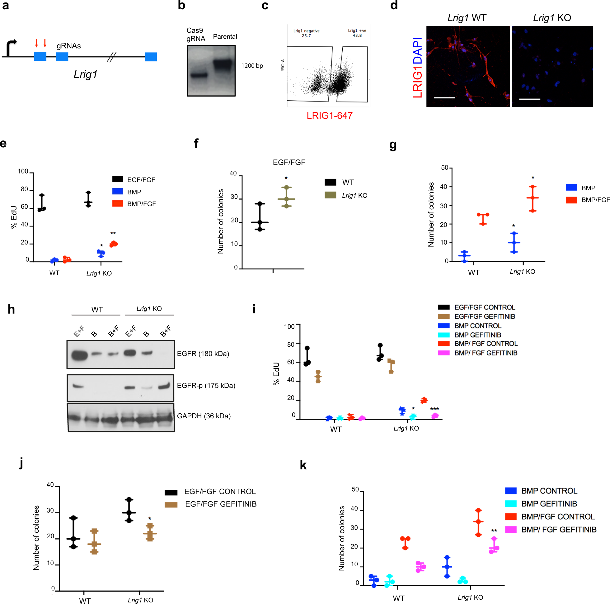 Fig. 5: LRIG1 is necessary to enter in quiescence state.