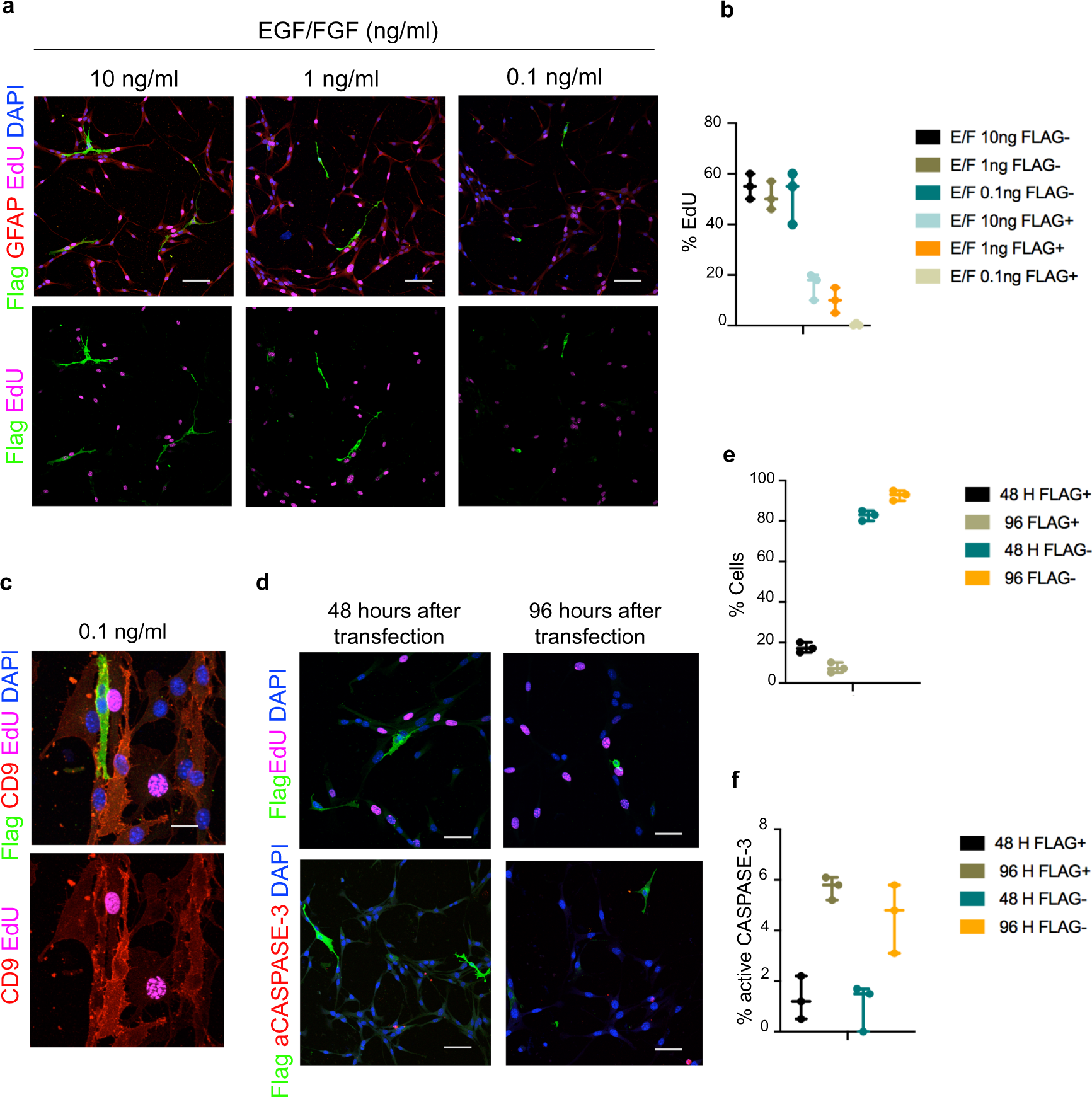 Fig. 6: Lrig1 overexpression in NSCs induces cell cycle exit.