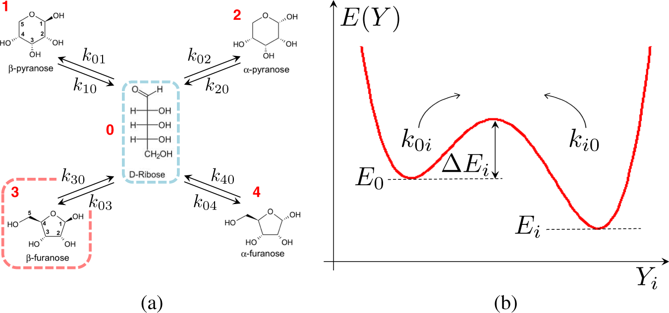 Equilibrium And Non Equilibrium Furanose Selection In The Ribose Isomerisation Network Nature Communications