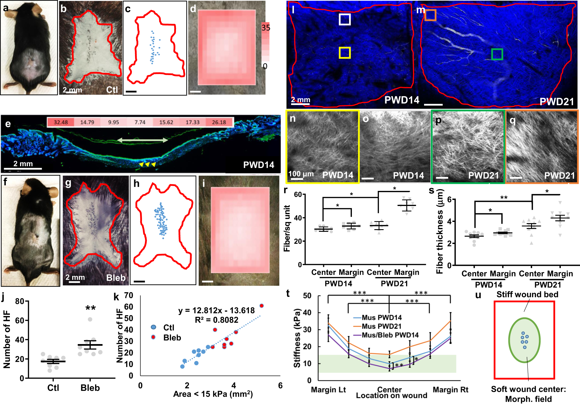 Fig. 1: Tissue mechanics set up morphogenetic field for wound-induced hair follicle neogenesis.