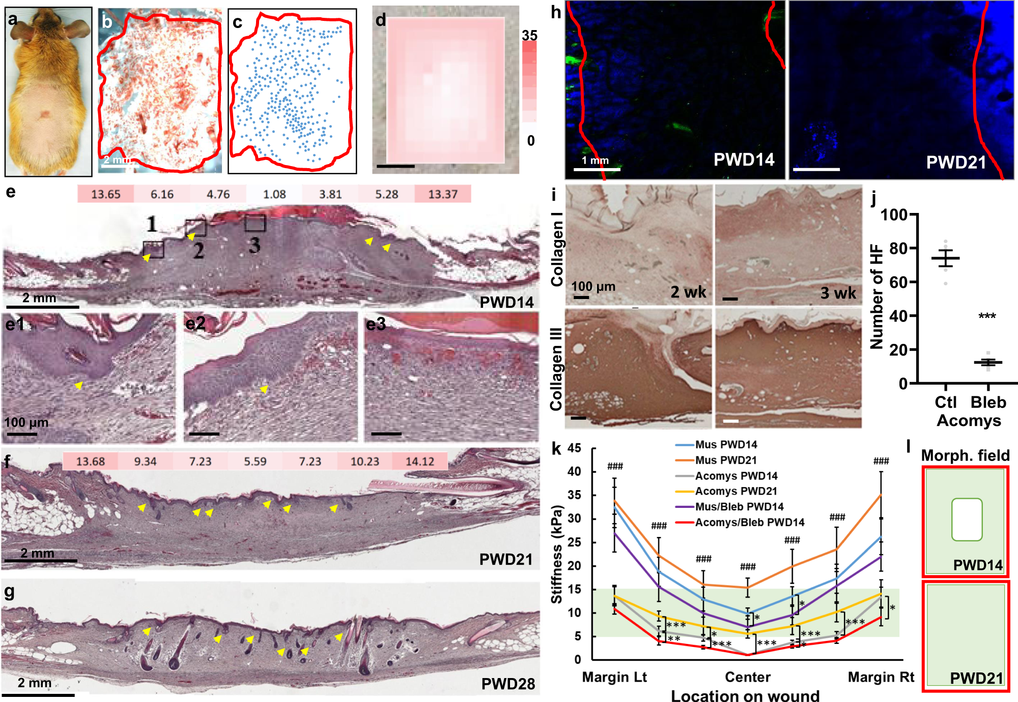 Fig. 2: African spiny mice exhibit an optimal range of tissue stiffness for placode formation.