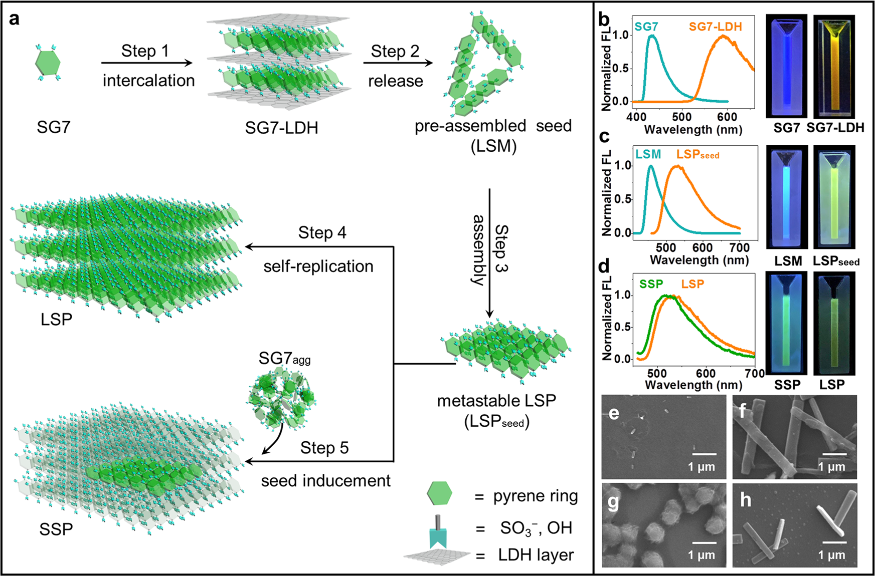 Fig. 1: The growth process and characters of LSP and SSP.