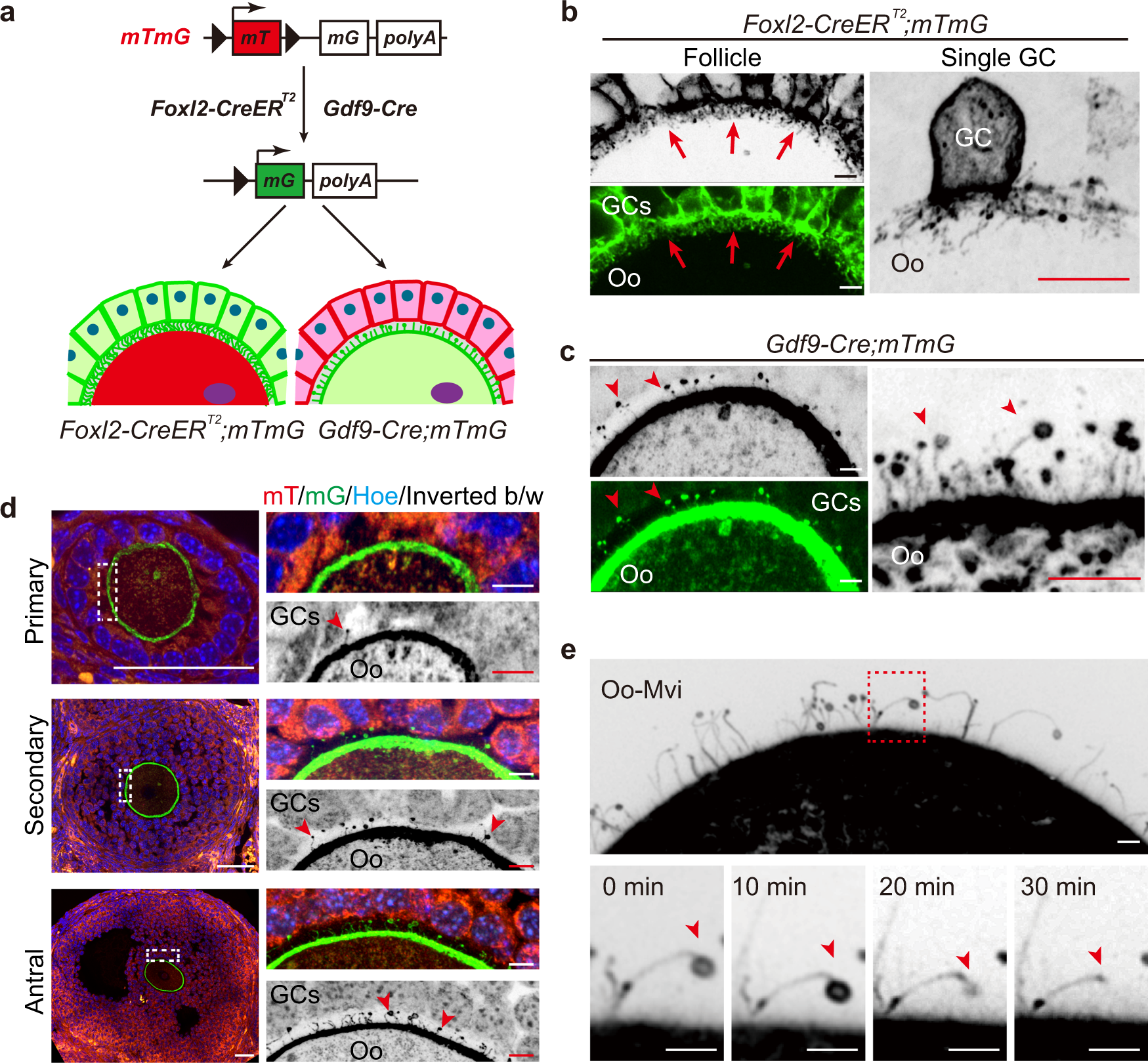 Fig. 1: Imaging cell-specific communicating structures in the ZP by endogenous-fluorescent labeling in follicles.