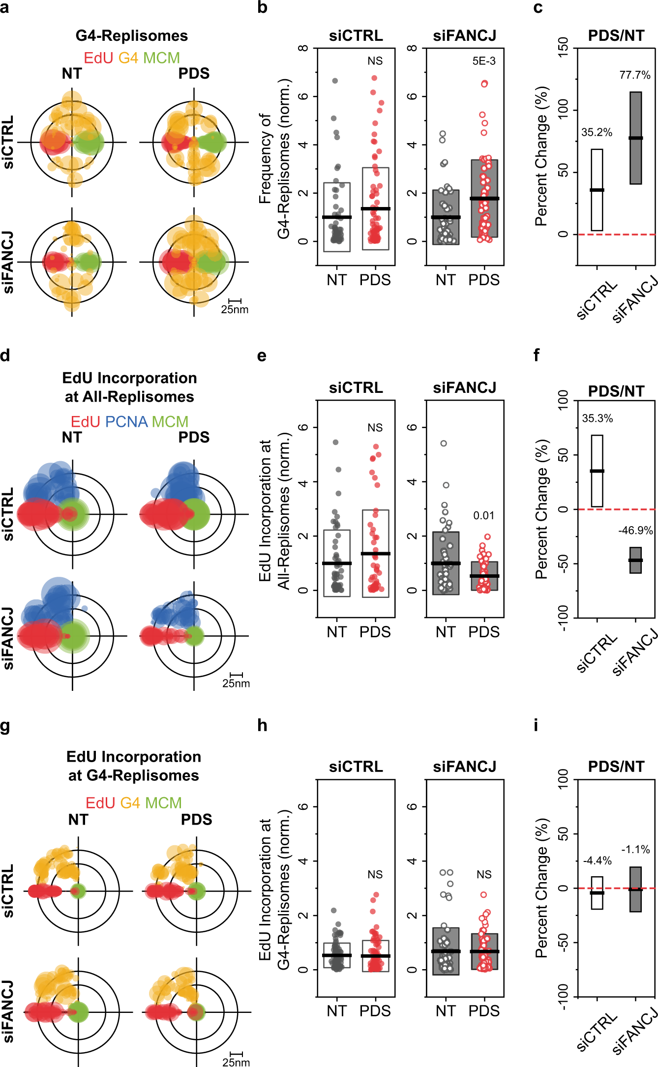Fig. 3: FANCJ suppresses accumulation of G4 structures within replisomes.