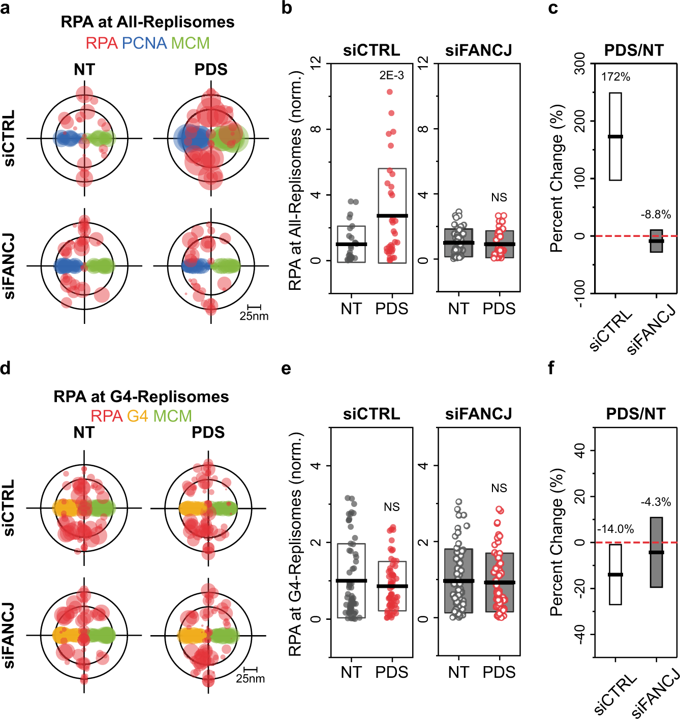 Fig. 4: Deregulated G4-Replisomes resist RPA loading.