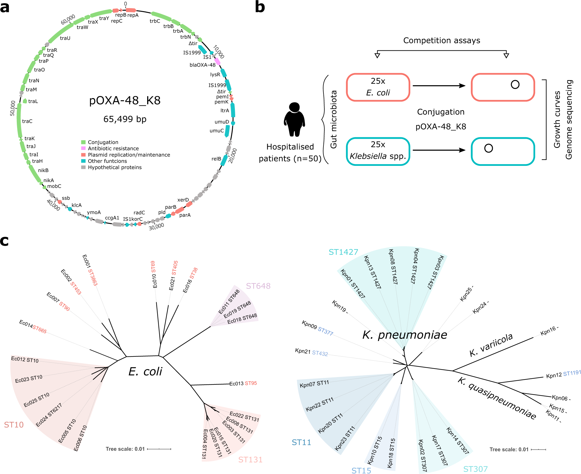 Variability of plasmid fitness effects contributes to plasmid persistence  in bacterial communities | Nature Communications
