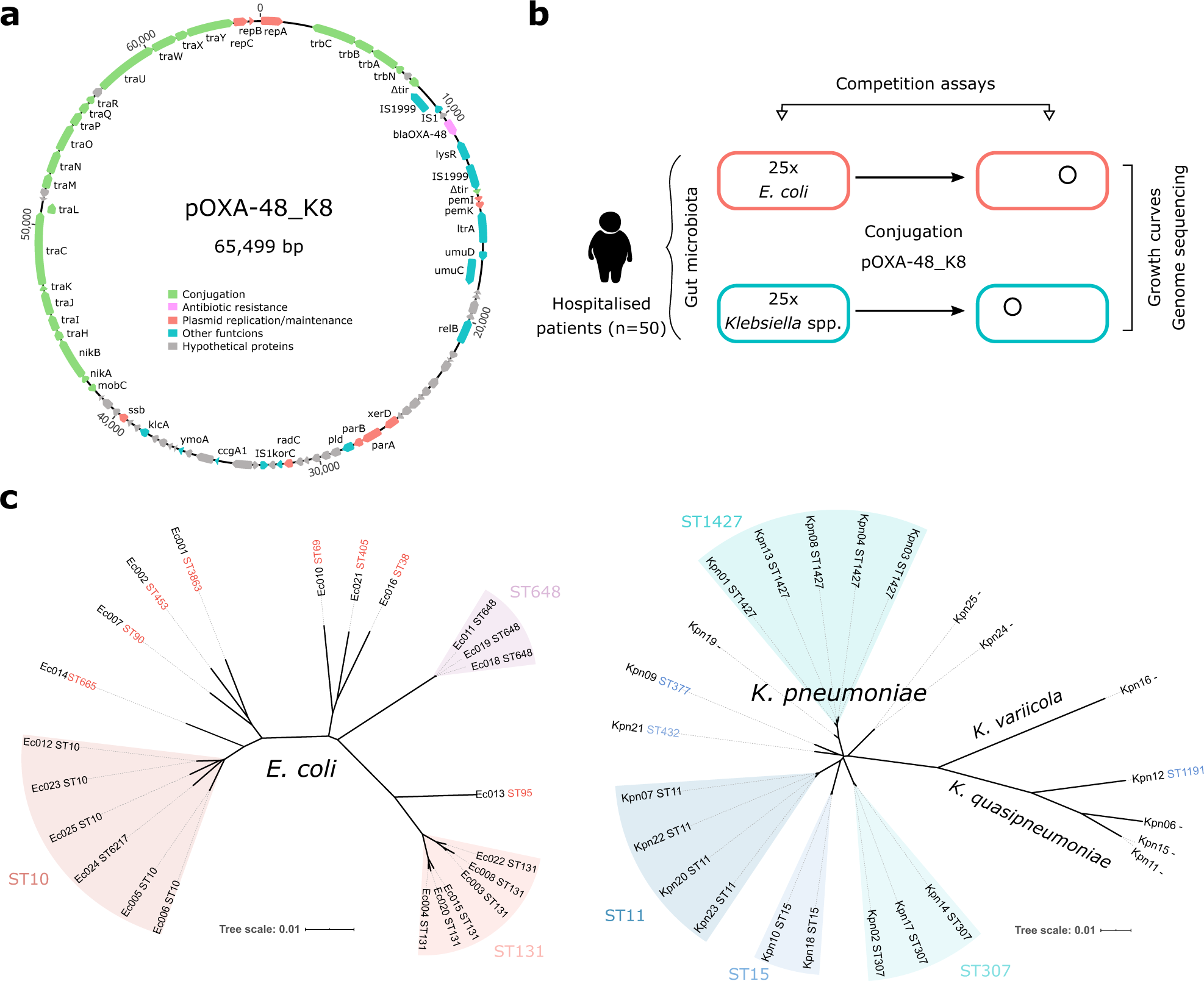 Variability Of Plasmid Fitness Effects Contributes To Plasmid Persistence In Bacterial Communities Nature Communications