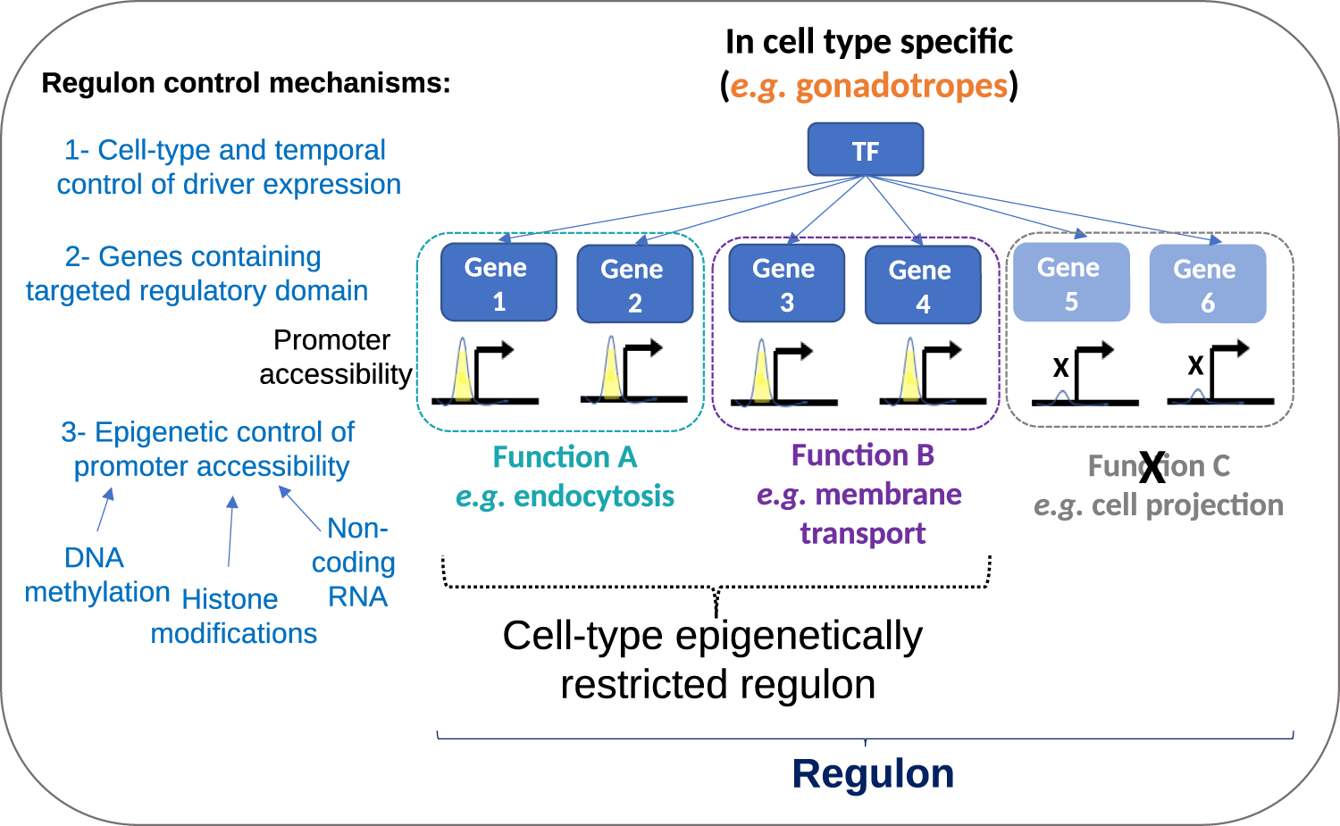 Fig. 9: Model of cell type-specific regulon control mechanisms.