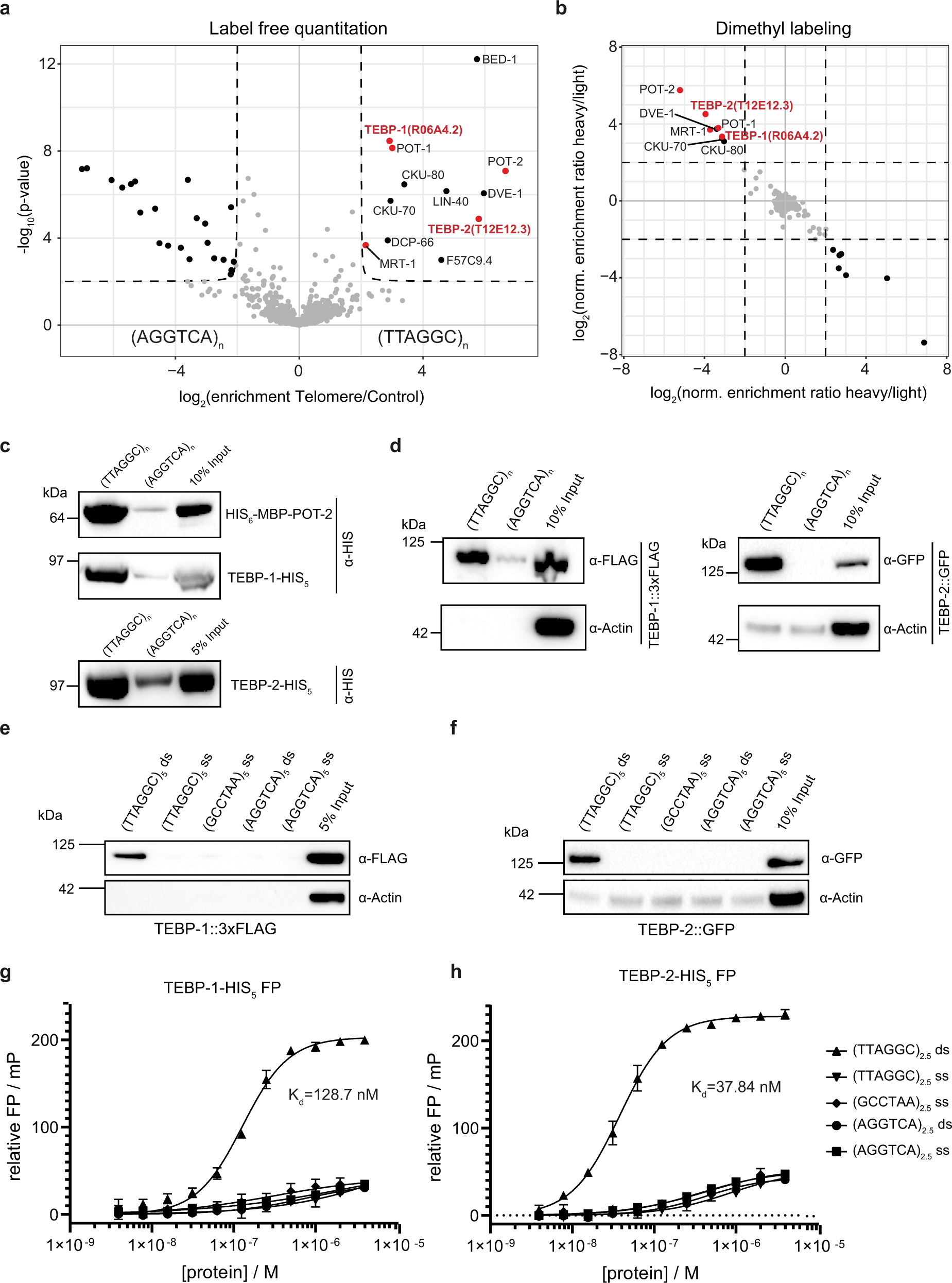 The double-stranded DNA-binding proteins TEBP-1 and TEBP-2 form a telomeric  complex with POT-1 | Nature Communications