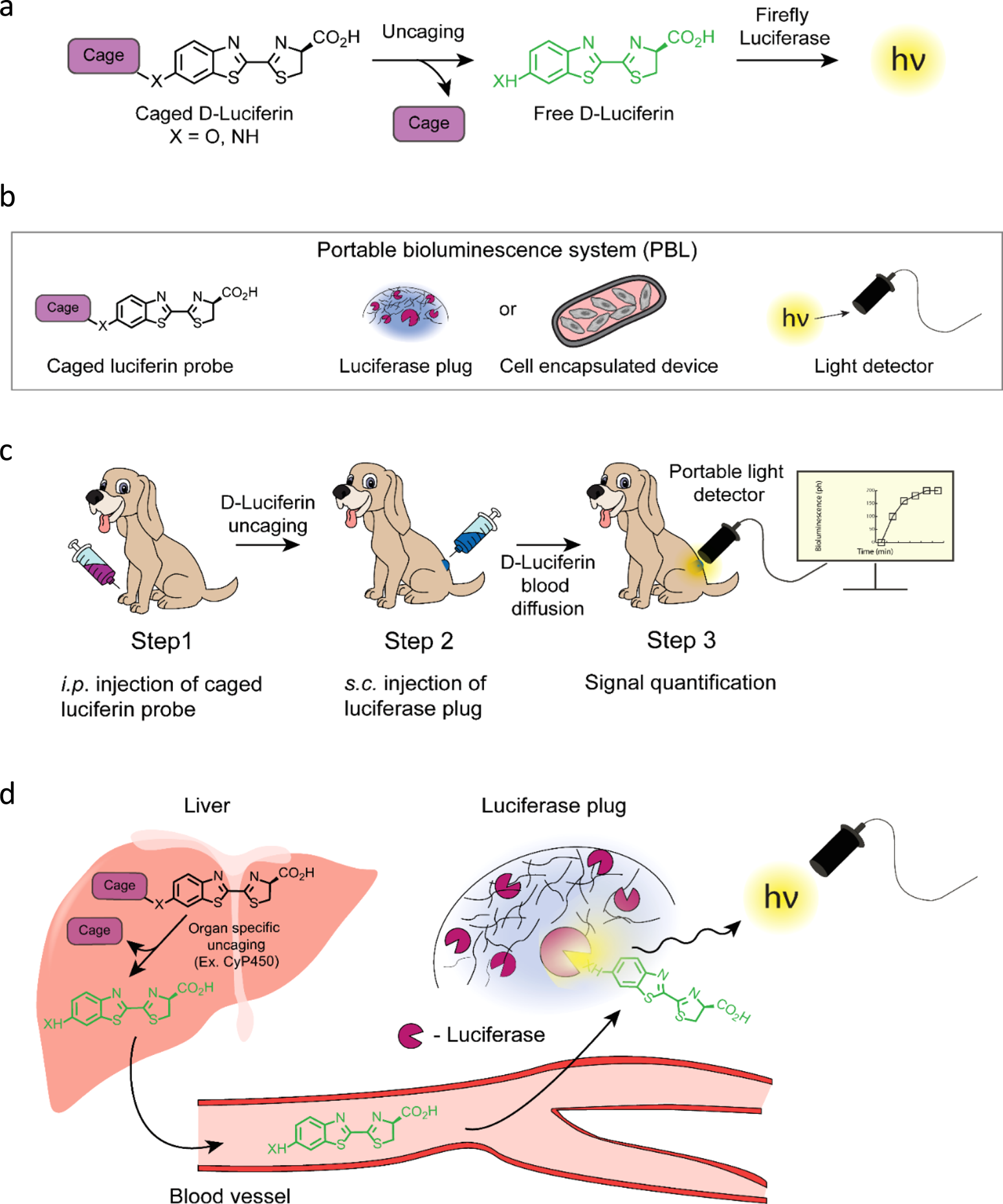 Portable bioluminescent platform for in vivo monitoring of biological processes in non-transgenic animals | Nature Communications Portable bioluminescent platform for in vivo monitoring of biological processes in non-transgenic animals | Nature Communications
