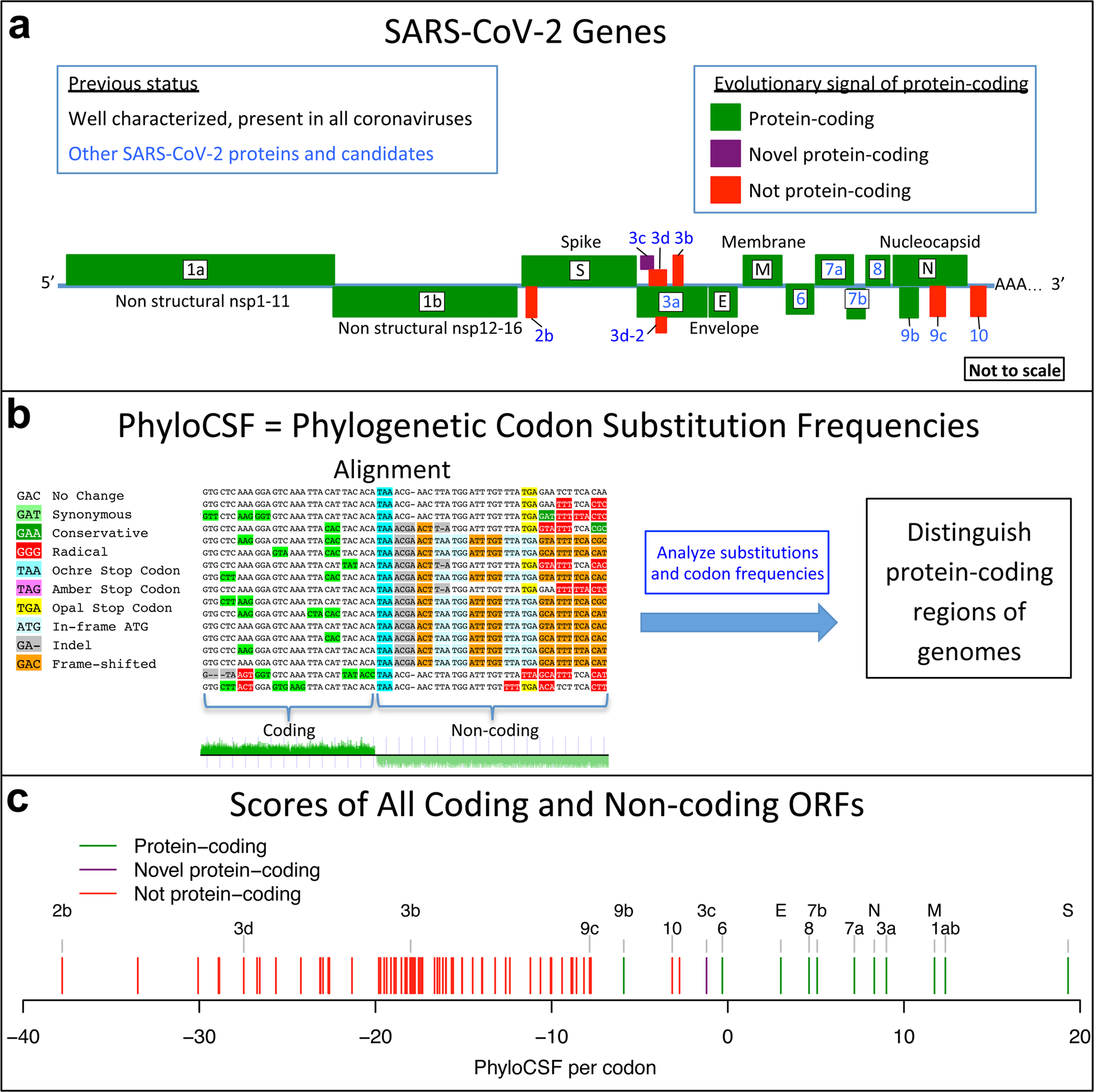 SARS-CoV-2 gene content and COVID-19 mutation impact by comparing 44  Sarbecovirus genomes | Nature Communications