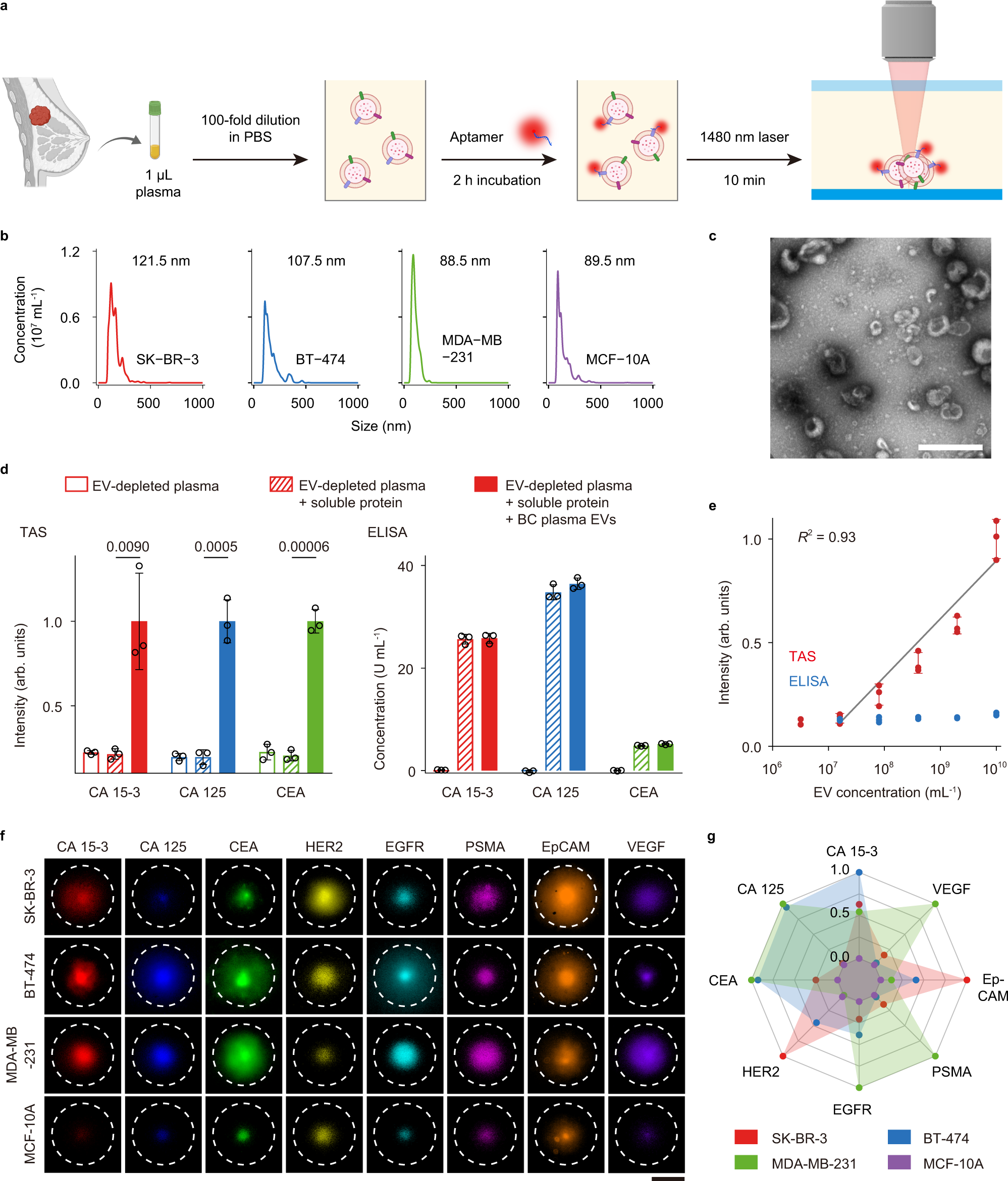 Fig. 1: Thermophoretic aptasensor (TAS) for detecting protein markers of EVs.