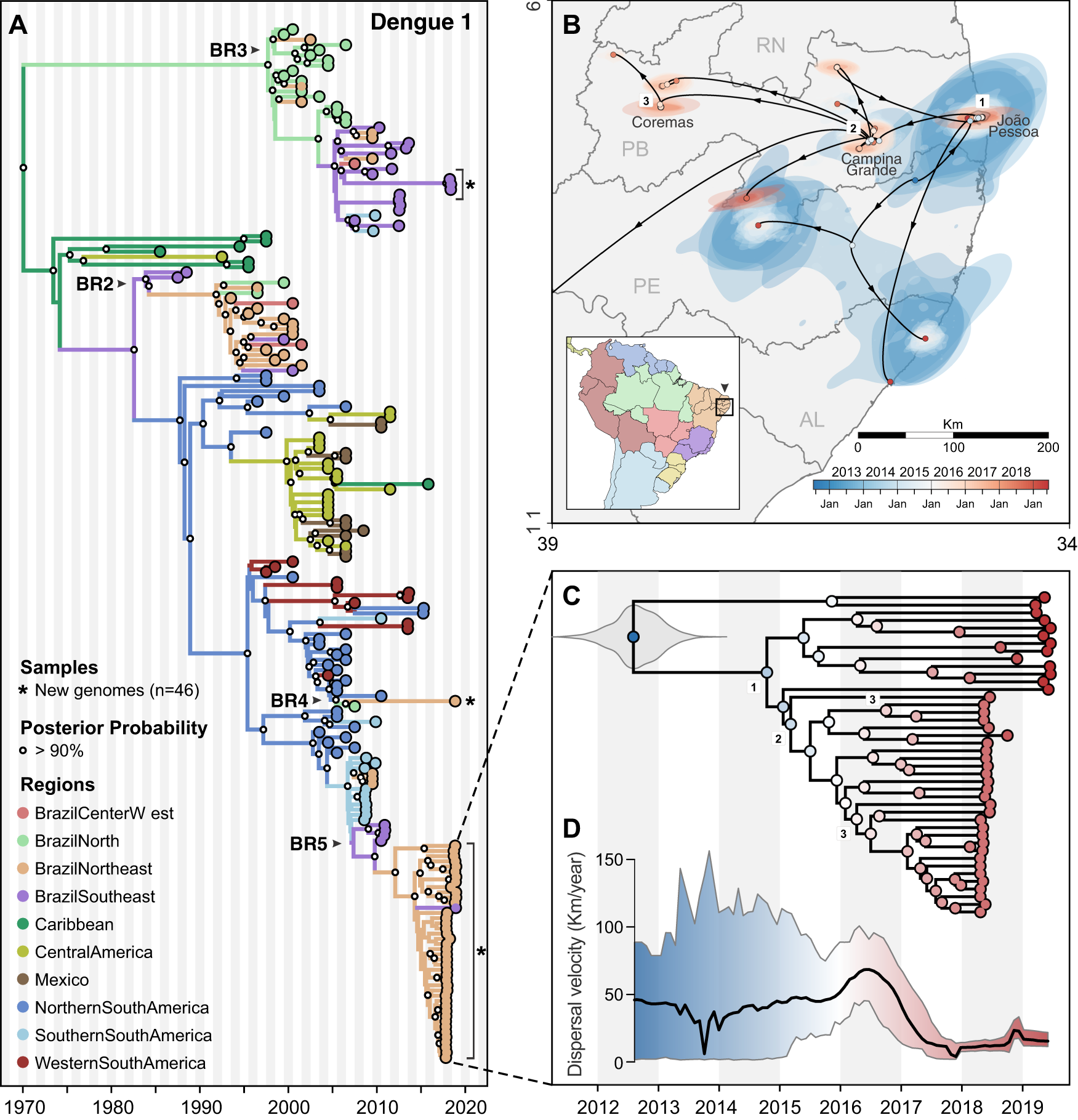 Fig. 5: Regional emergence and cryptic transmission of DENV-1 causing recent outbreaks in Northeast Brazil.