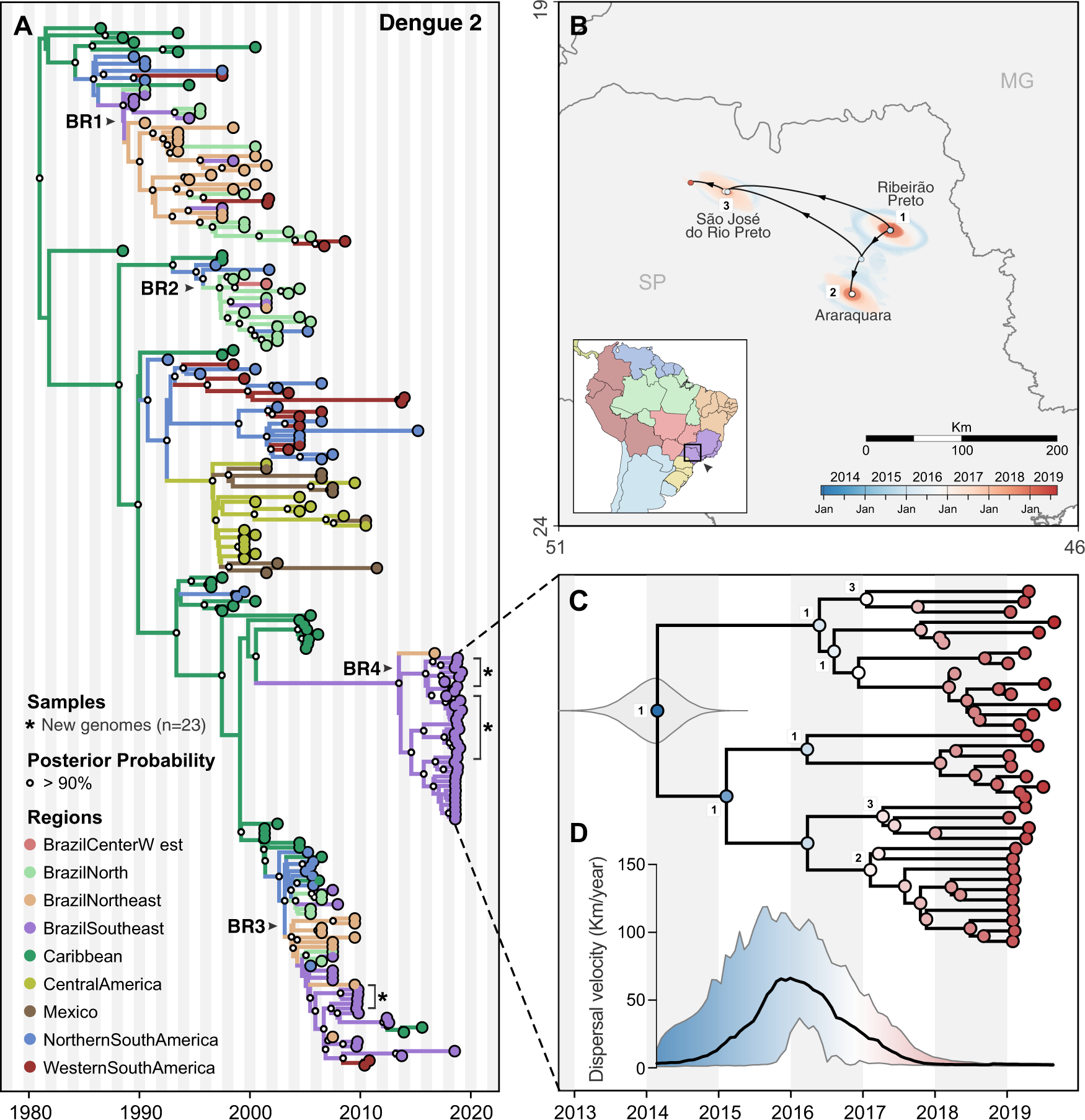 Fig. 6: Regional emergence and cryptic transmission of dengue 2 viruses causing recent outbreaks in Southeast Brazil.