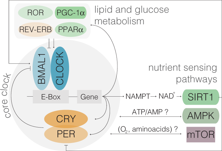 Metabolite Toxicity as a Driver of Aging and Disease — THE HUGHES LAB