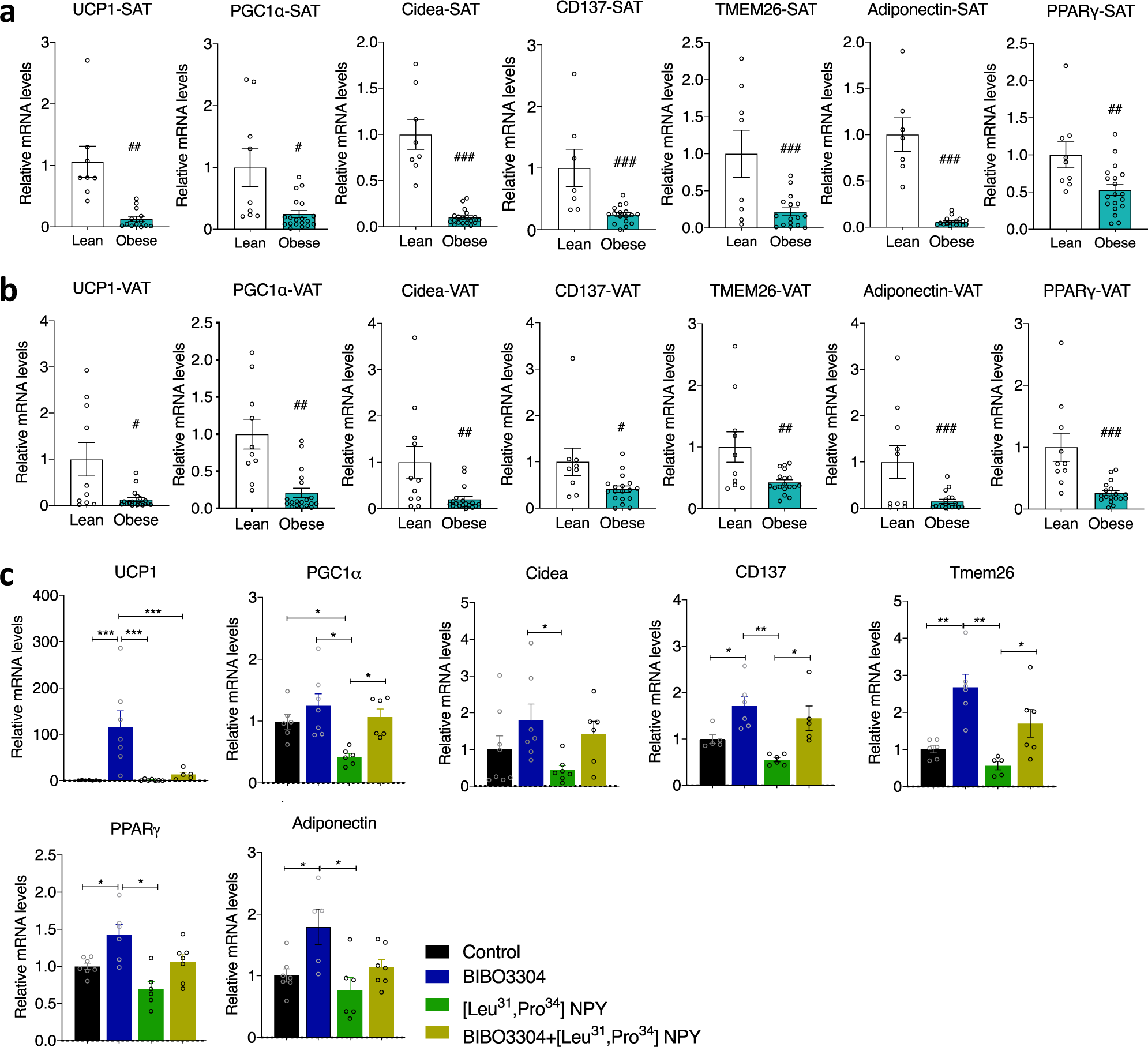 Fig. 9: Peripheral Y1R antagonism activates thermogenesis in human adipocytes.