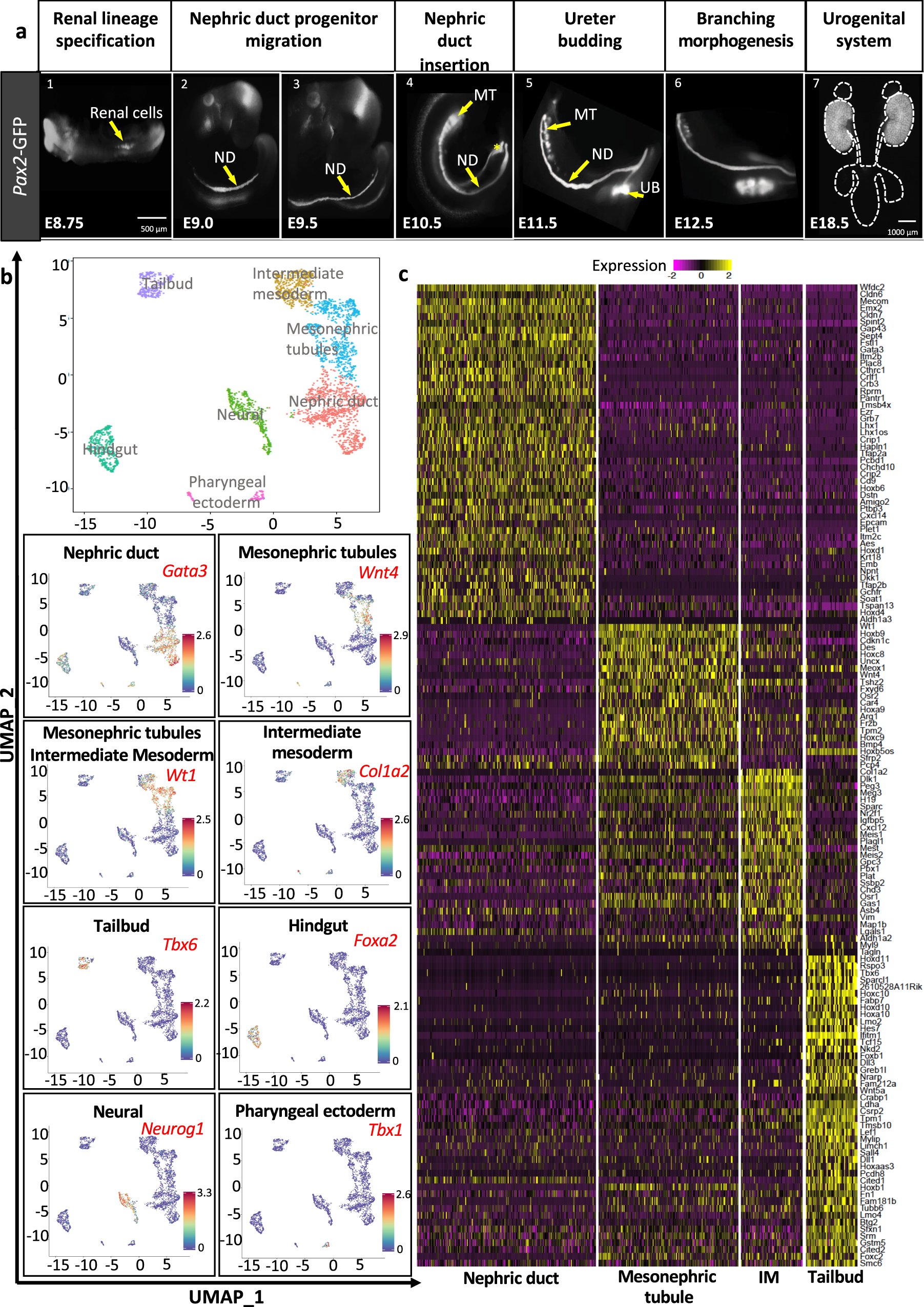 A Coordinated Progression Of Progenitor Cell States Initiates Urinary Tract Development Nature Communications A Coordinated Progression Of Progenitor Cell States Initiates Urinary Tract Development Nature Communications