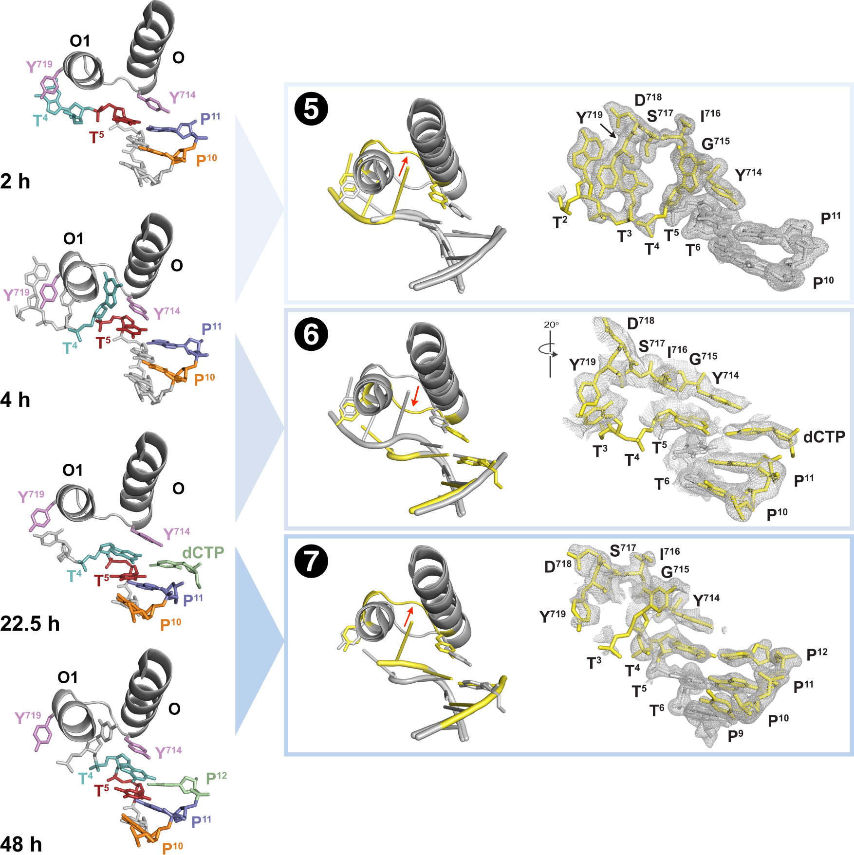 Fig. 2: Time-lapsed images capture the elongation step of DNA synthesis.