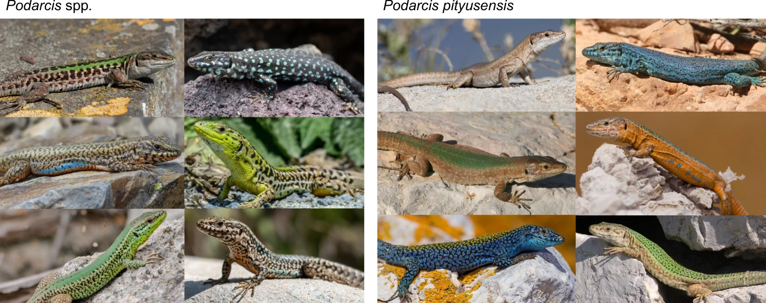 https://media.springernature.com/full/springer-static/image/art%3A10.1038%2Fs41467-021-22949-9/MediaObjects/41467_2021_22949_Fig1_HTML.png?as=webp