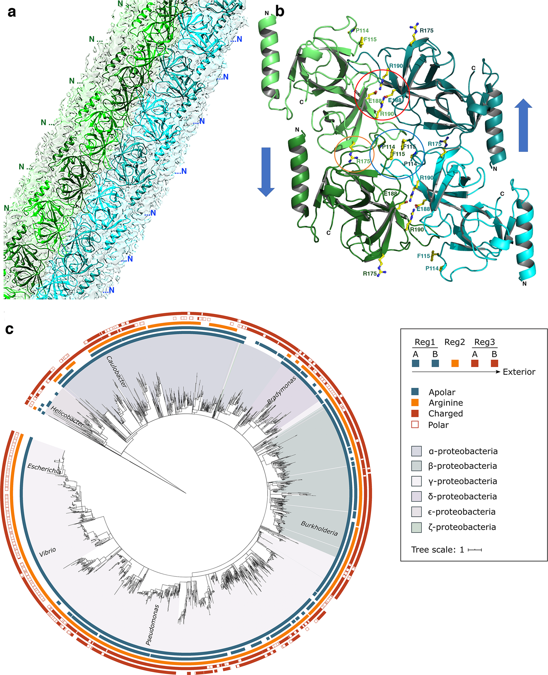 Fig. 2: MreCPa associates head-to-tail through three main conserved regions.