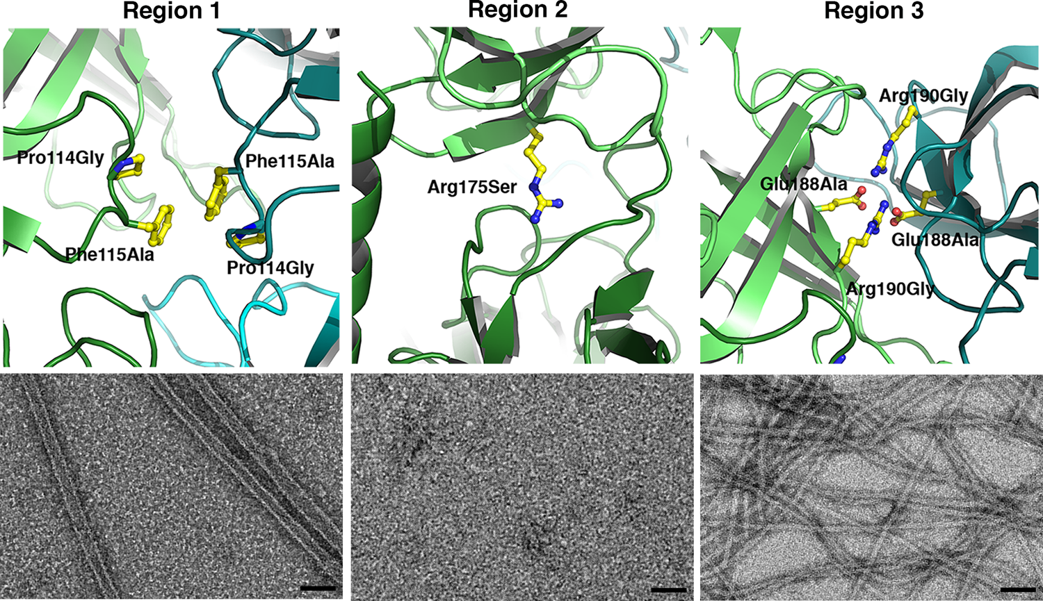 Fig. 3: Lateral and longitudinal interactions play key roles in MreC association.