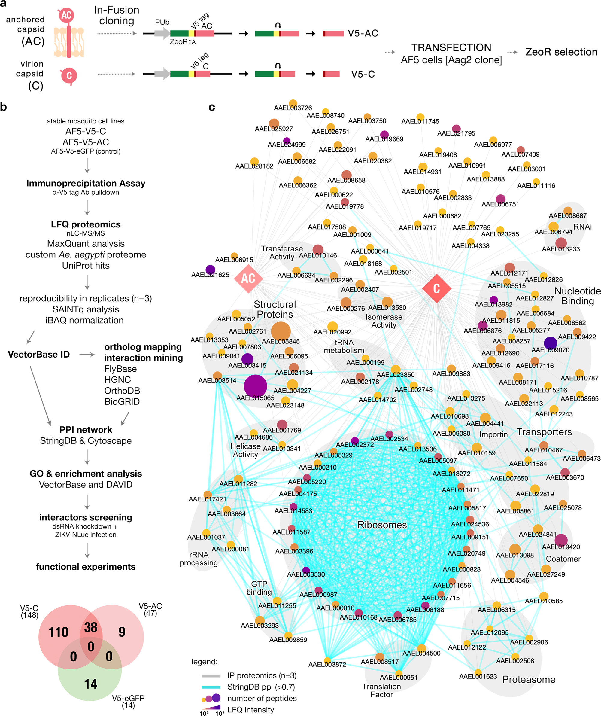 Analysis Of Zika Virus Capsid Aedes Aegypti Mosquito Interactome Reveals Pro Viral Host Factors Critical For Establishing Infection Nature Communications