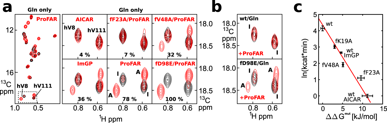 Fig. 4: The activity of HisFH is correlated with the population of the active conformation.