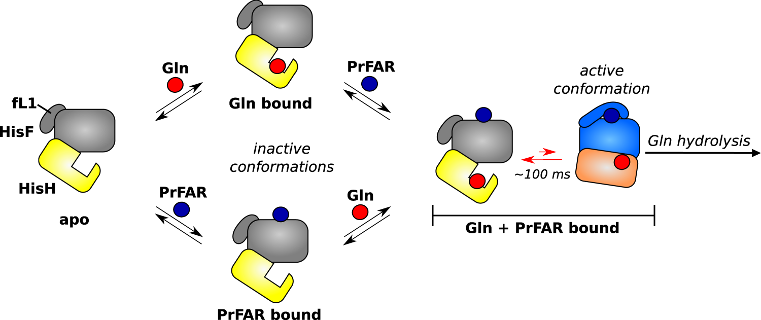 Fig. 5: Model of the allosteric activation pathway of the HisFH complex.