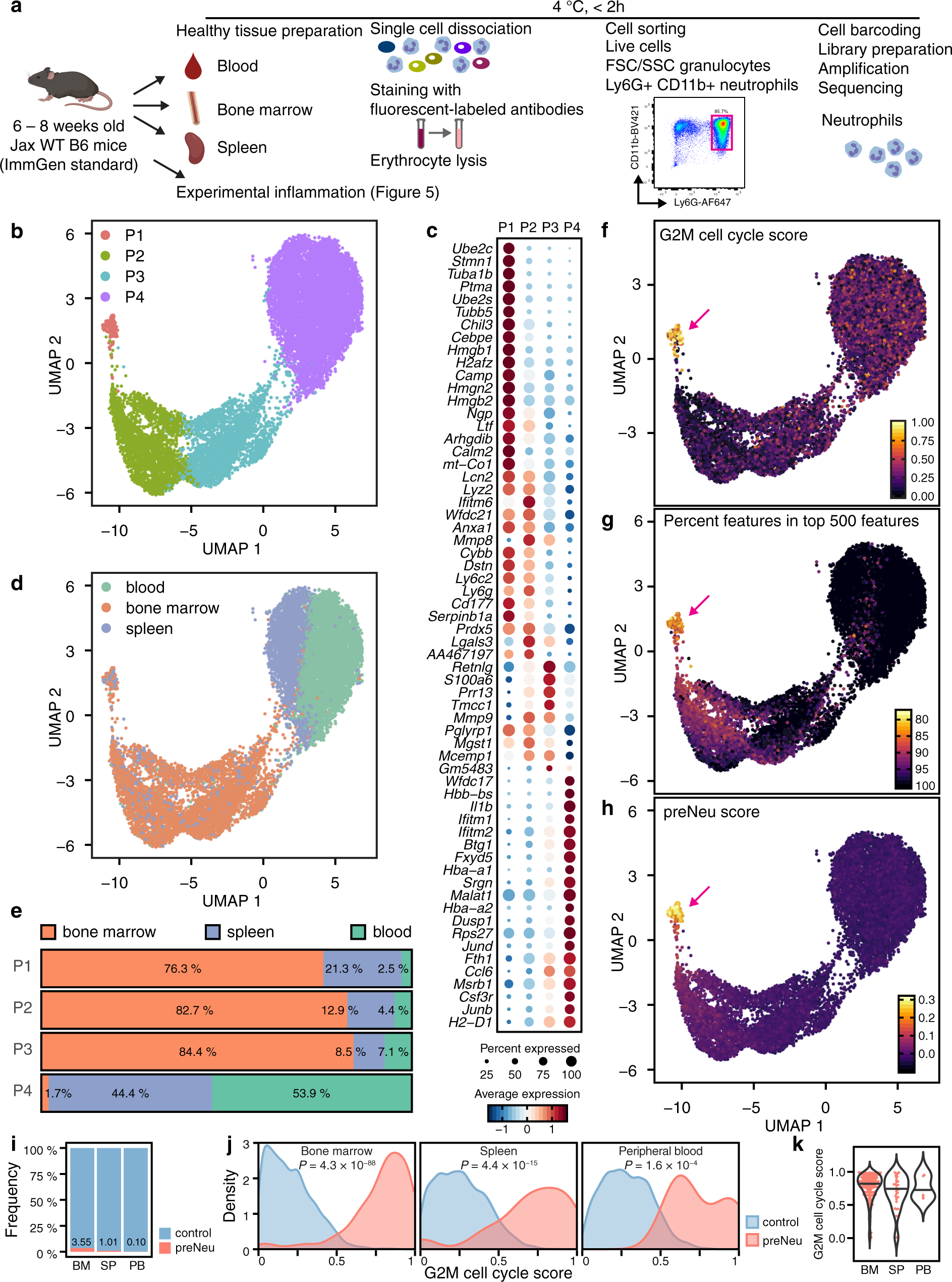 Fig. 1: Generating single-cell transcriptomes from neutrophils across multiple biological tissues.