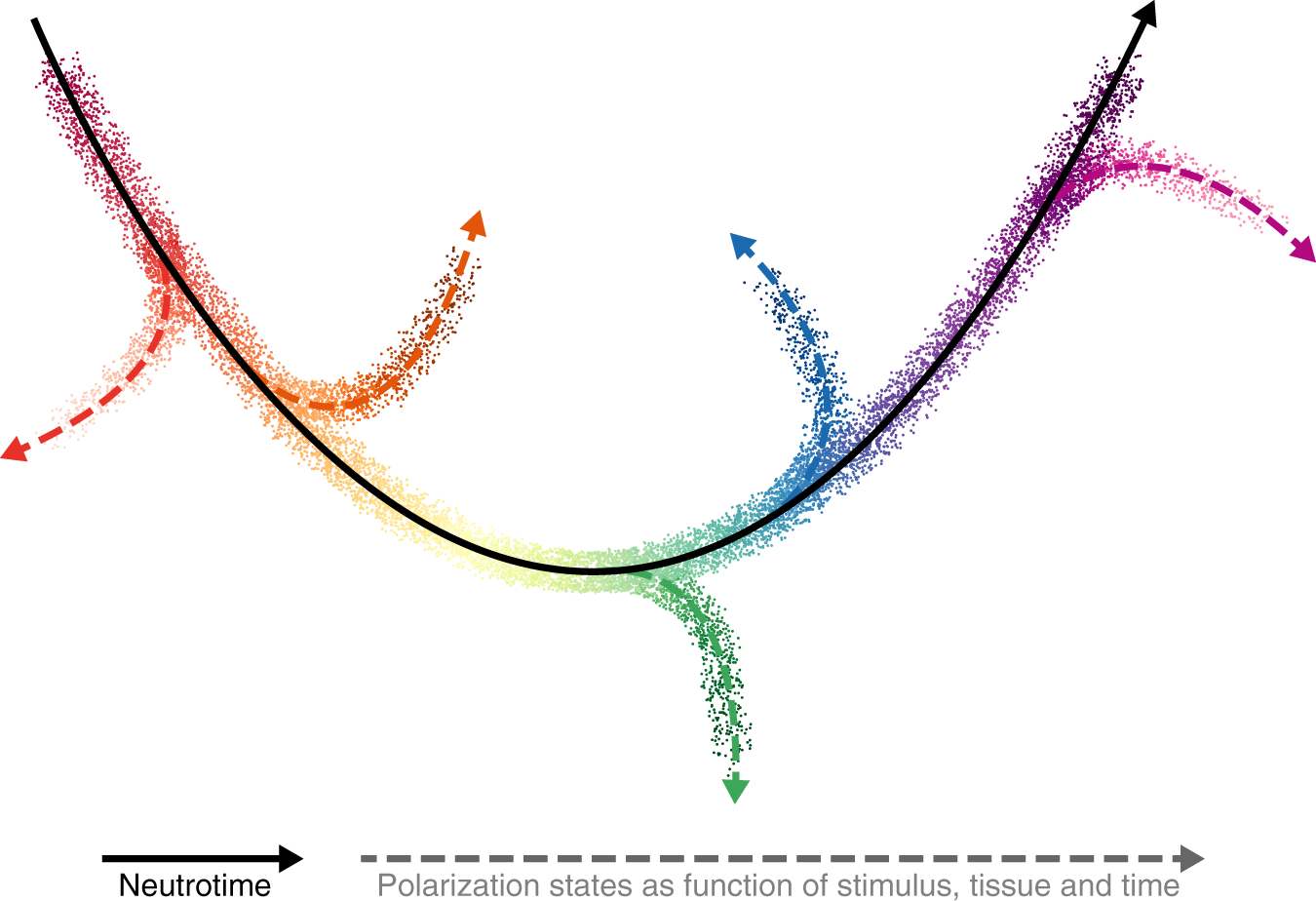 Fig. 9: Proposed working model: neutrotime as the central organizing principle of neutrophil heterogeneity.
