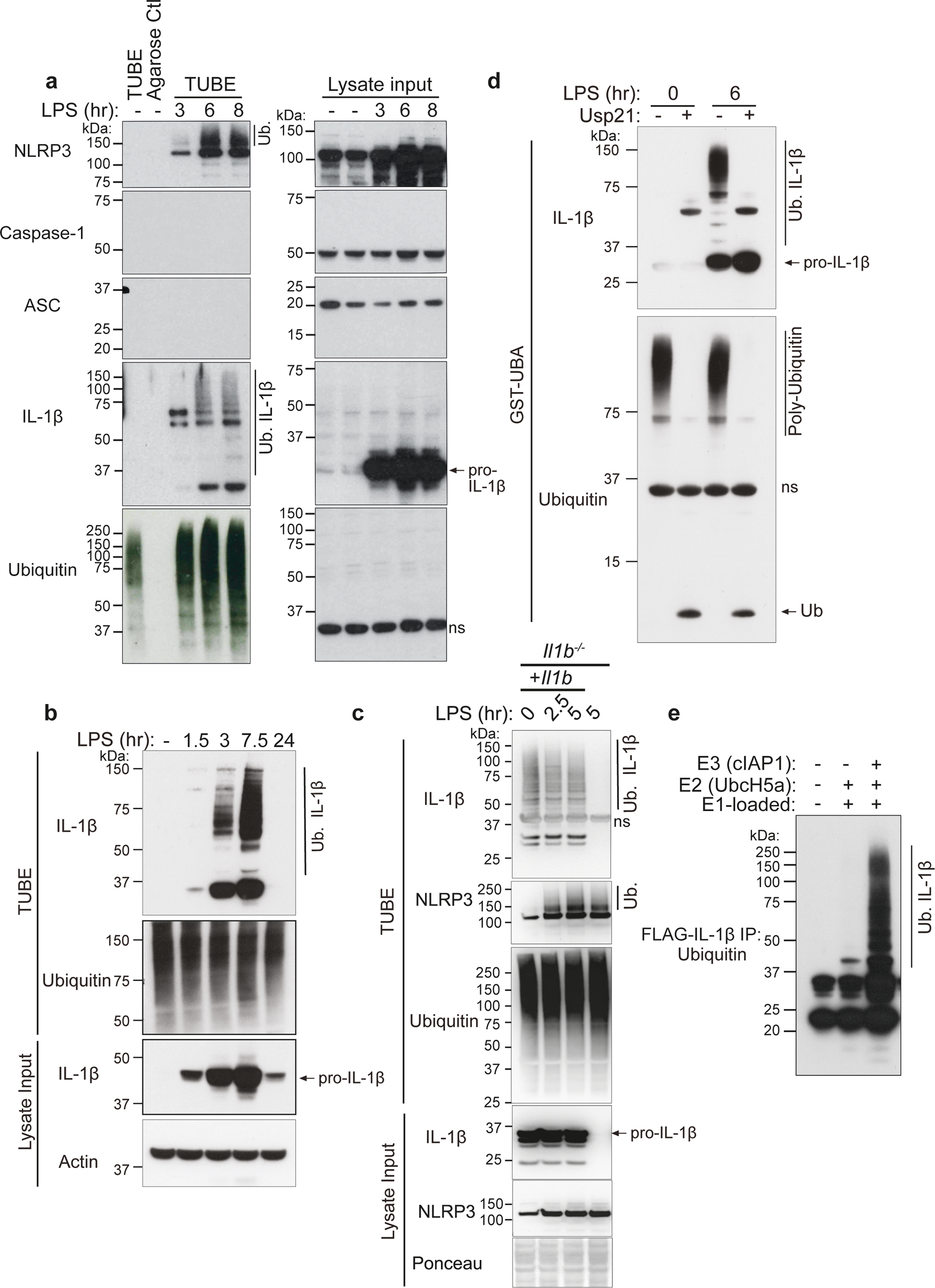 The ubiquitylation of IL-1β limits its cleavage by caspase-1 and targets it  for proteasomal degradation