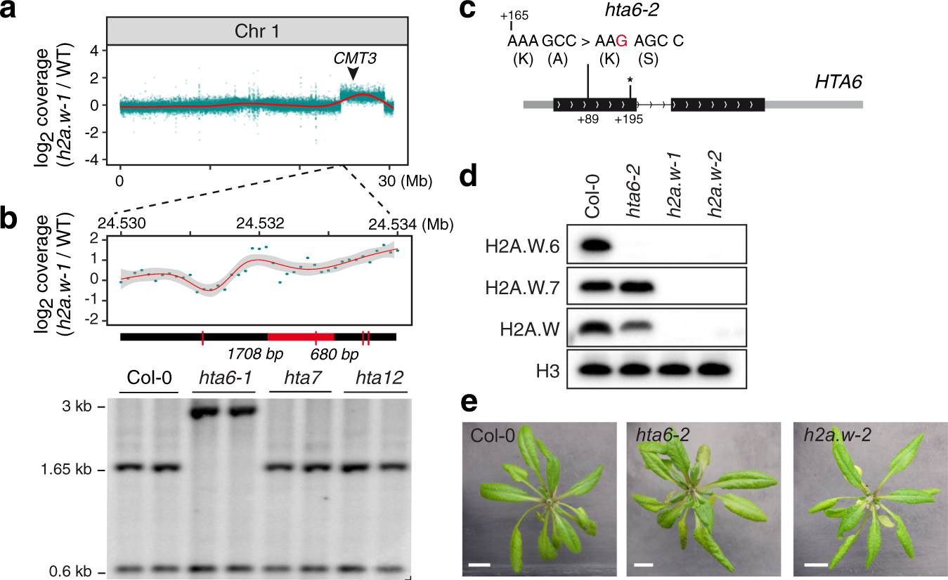 The histone variant H2A.W and linker histone H1 co-regulate heterochromatin  accessibility and DNA methylation | Nature Communications