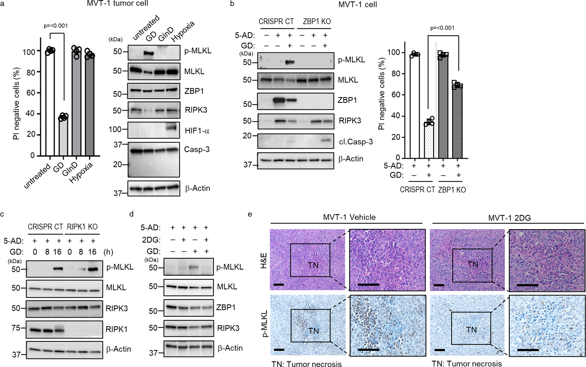 Fig. 4: Glucose deprivation (GD) induces tumor necroptosis in vitro and in vivo.