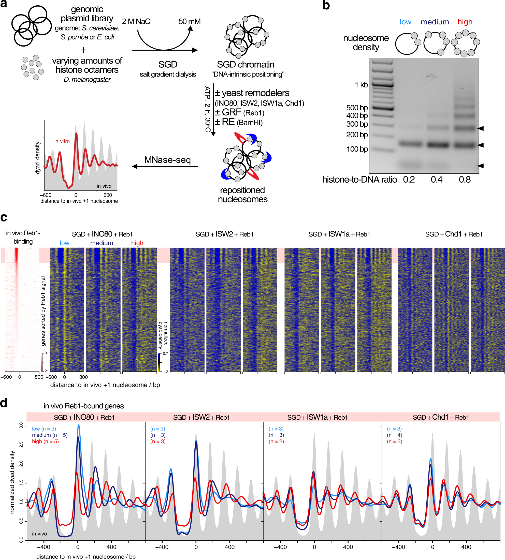 Ruler elements in chromatin remodelers set nucleosome array spacing and  phasing | Nature Communications