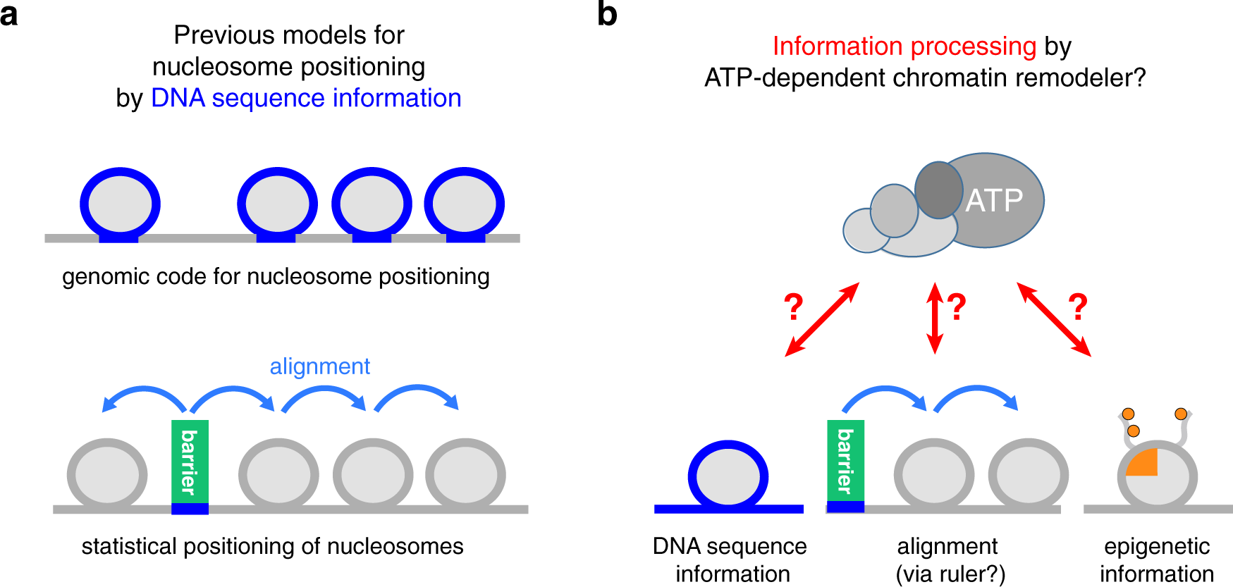 Genome information processing by the INO80 chromatin remodeler positions  nucleosomes | Nature Communications