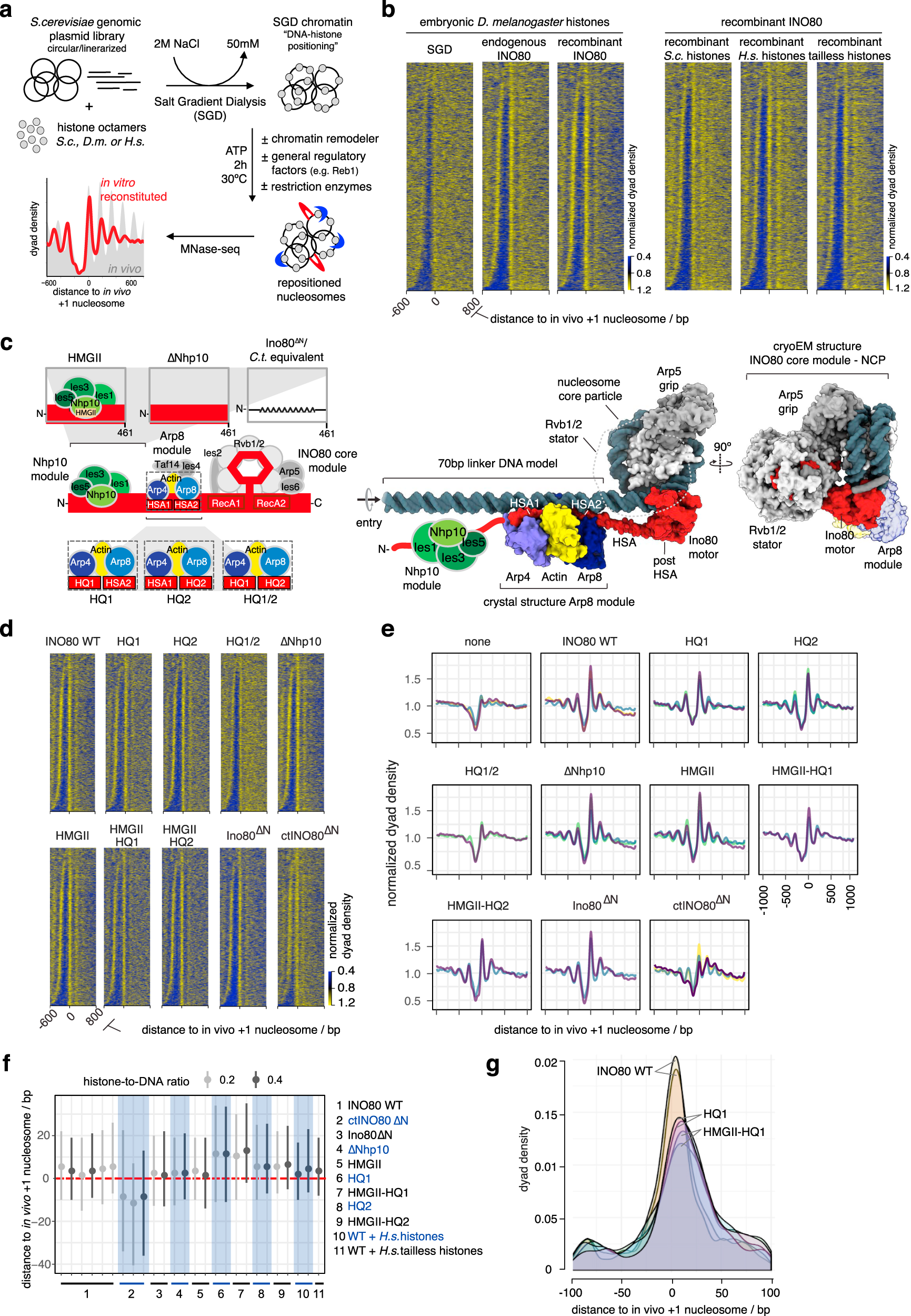 Fig. 2: Fully recombinant genome-wide reconstitution of nucleosome positioning by INO80.