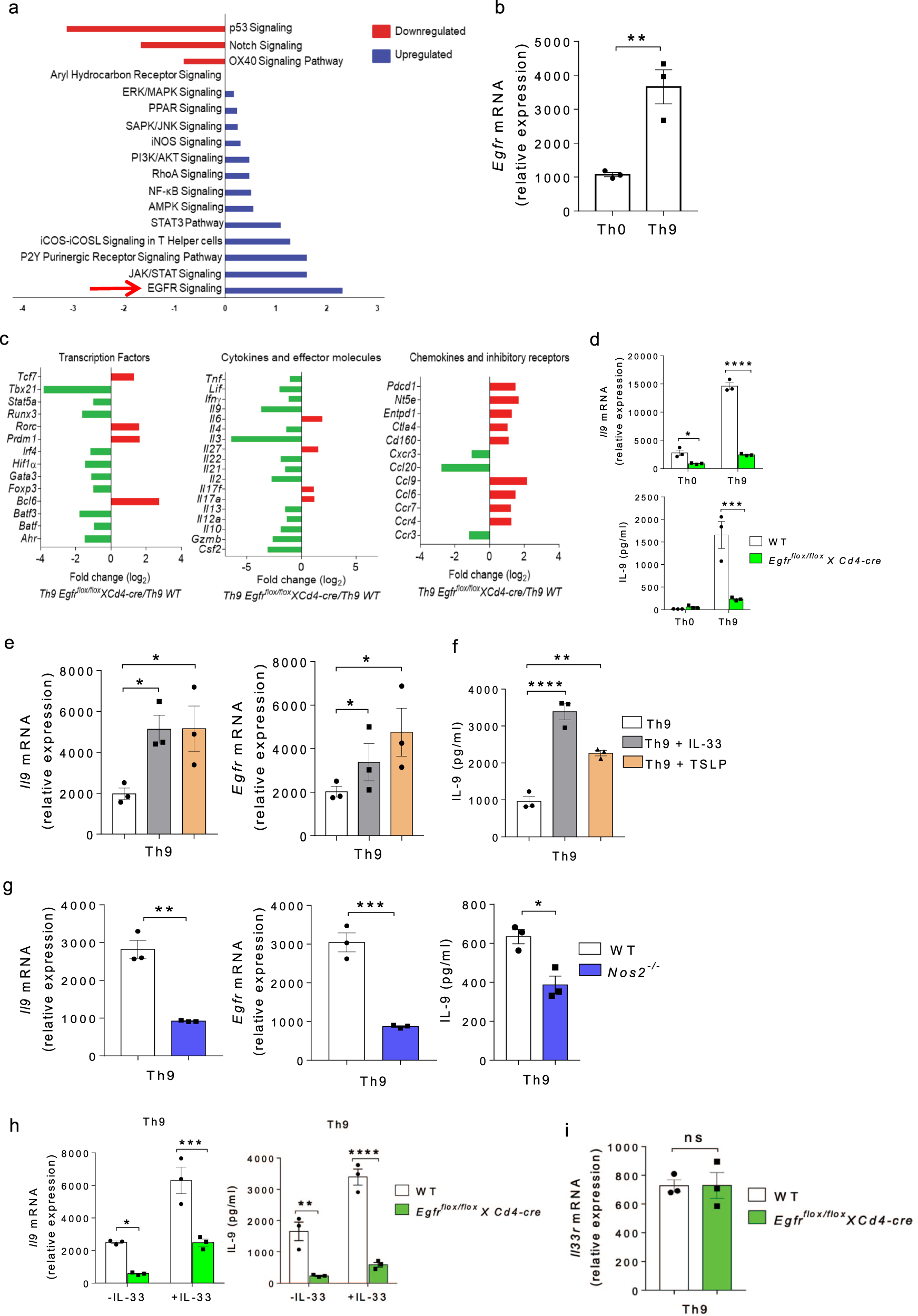 Egfr Hif1a Signaling Positively Regulates The Differentiation Of Il 9 Producing T Helper Cells Nature Communications