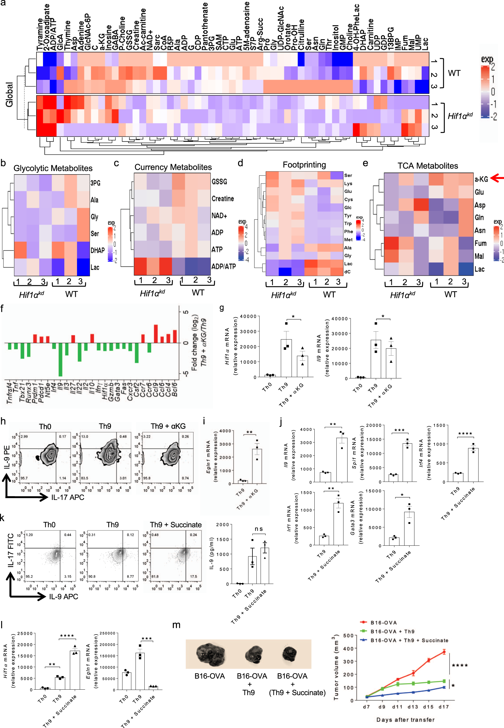 Fig. 7: Succinate enhances HIF1α-mediated Th9 cell differentiation and anti-tumor immunity.