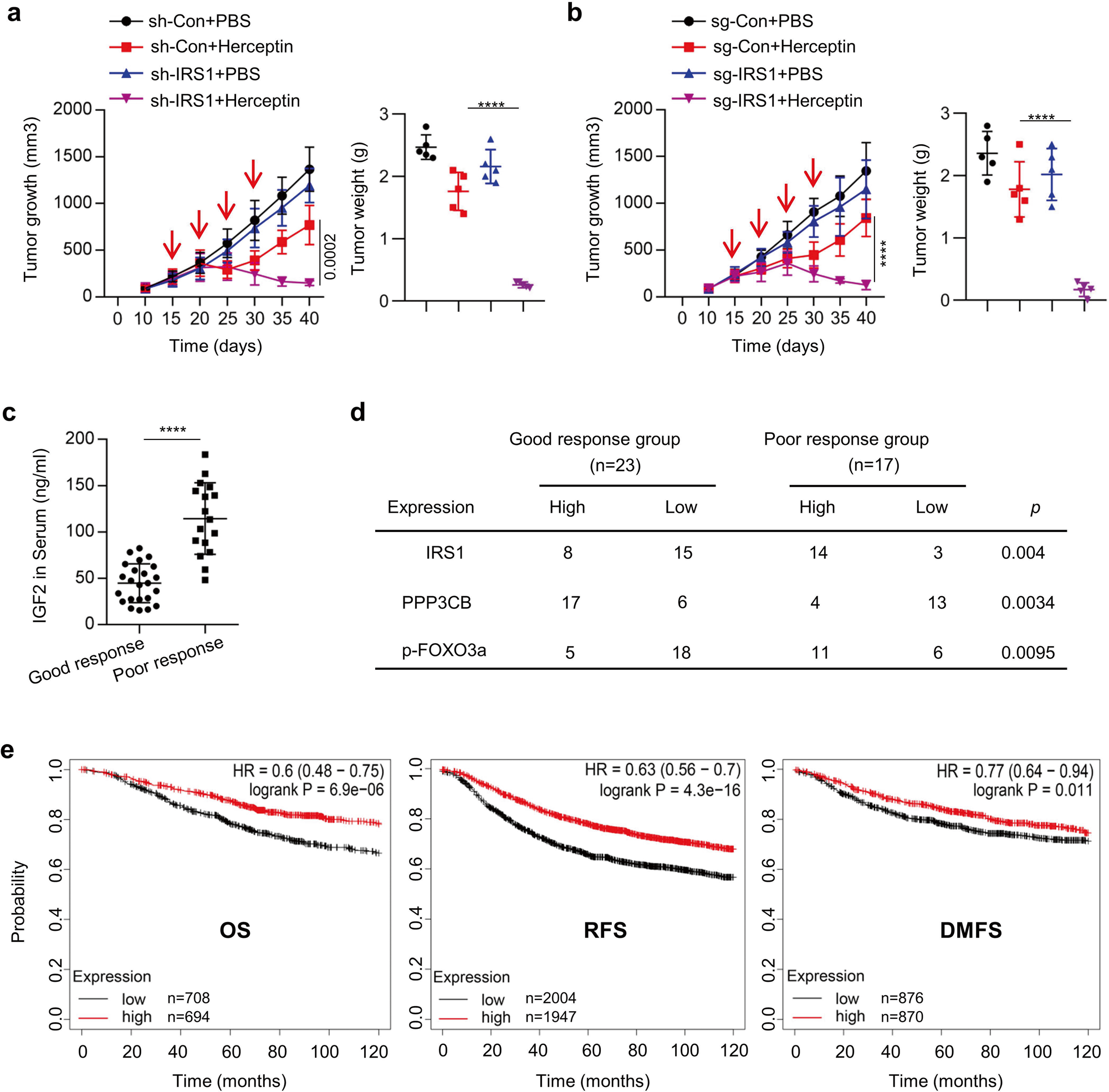 Fig. 7: PPP3CB/FOXO3a/IRS1 signaling contributed to poor response to Herceptin in vivo.