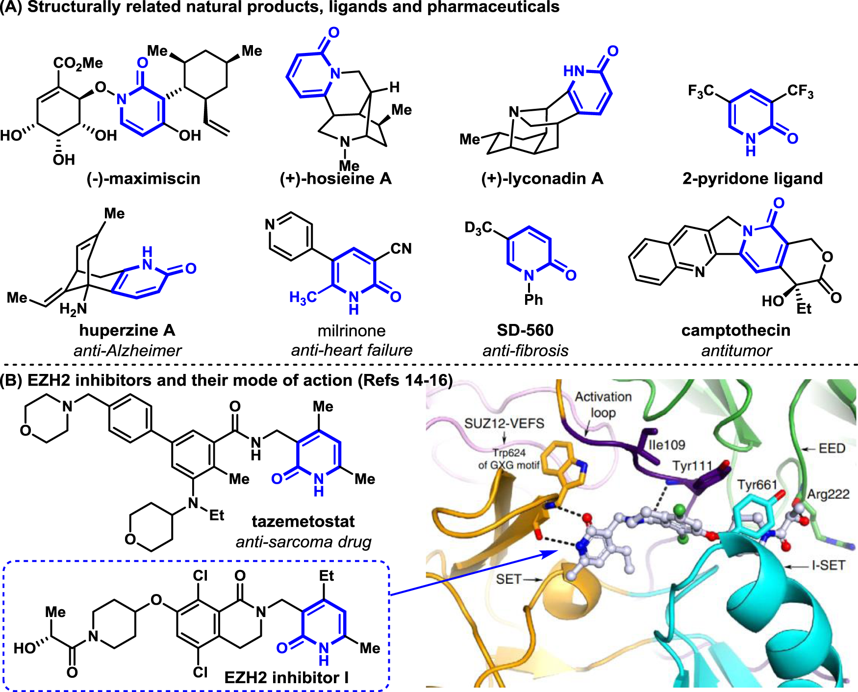 Fig. 1: 2-Pyridone units in natural products, ligands, and pharmaceuticals.