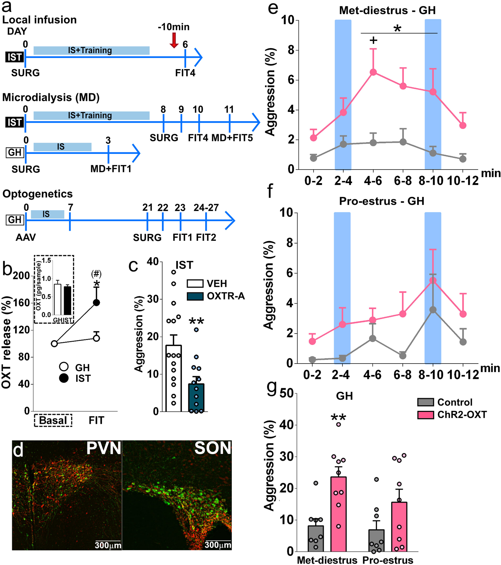 Fig. 4: The pro-aggressive effect of OXT is mediated in the vLS.