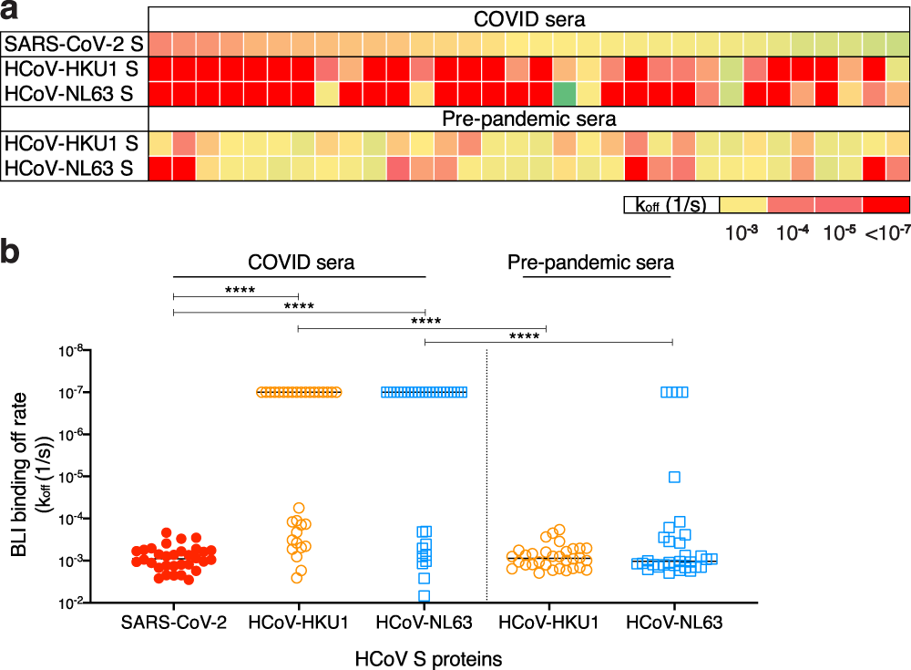Fig. 2: BioLayer interferometry binding of COVID and pre-pandemic serum antibodies to SARS-CoV-2 and endemic HCoV S-proteins.