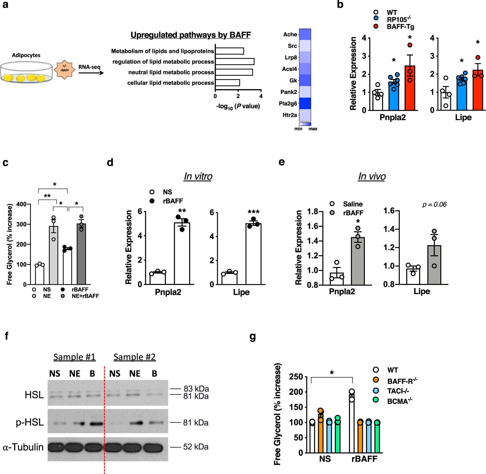 Fig. 2: BAFF modifies white adipose lipid handling.