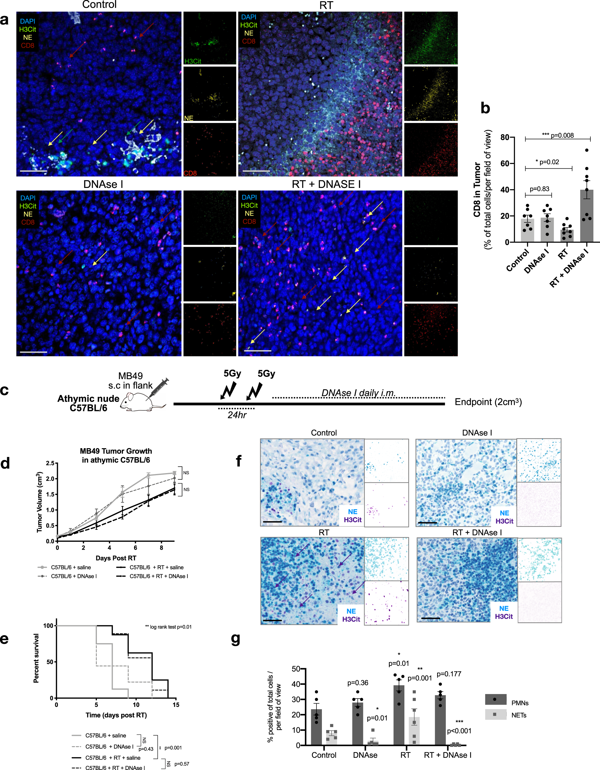 Fig. 5: DNAse I-treated mice show increased intratumoral CD8 infiltration post-RT.