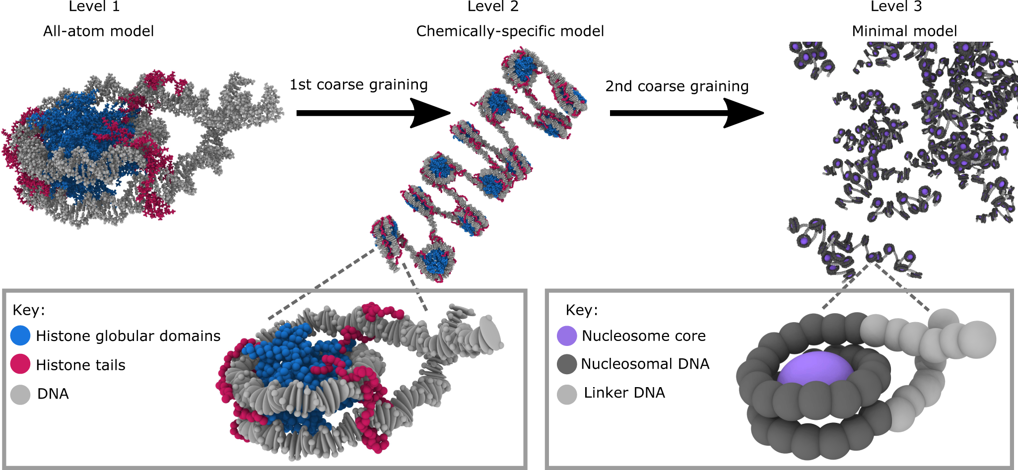 Vecteur Stock Structure of Histone protein. 8 histone proteins (H2A, H2B,  H3, and H4) core. Nucleosome.